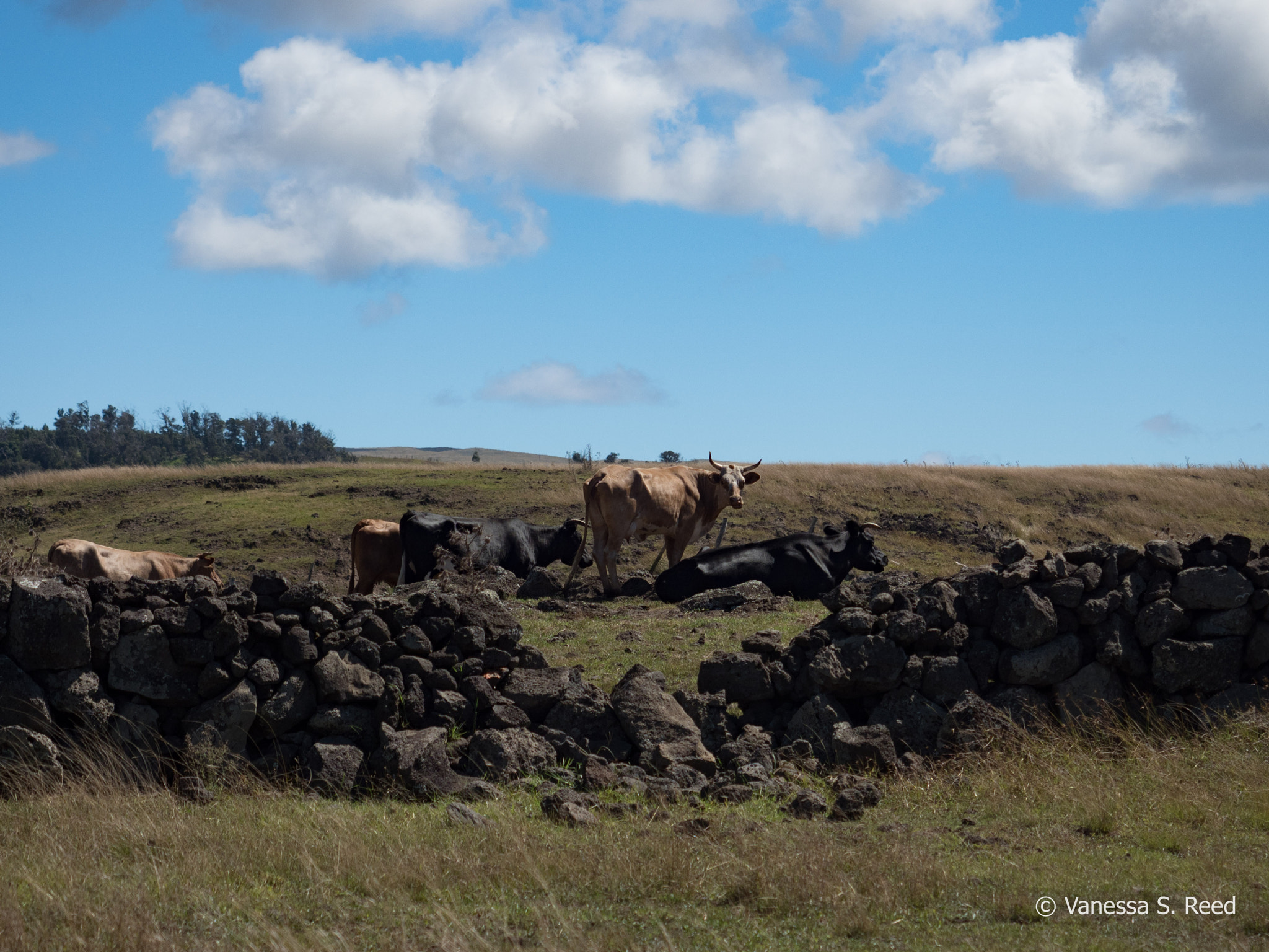 Olympus OM-D E-M1 Mark II sample photo. Cattle - easter island photography