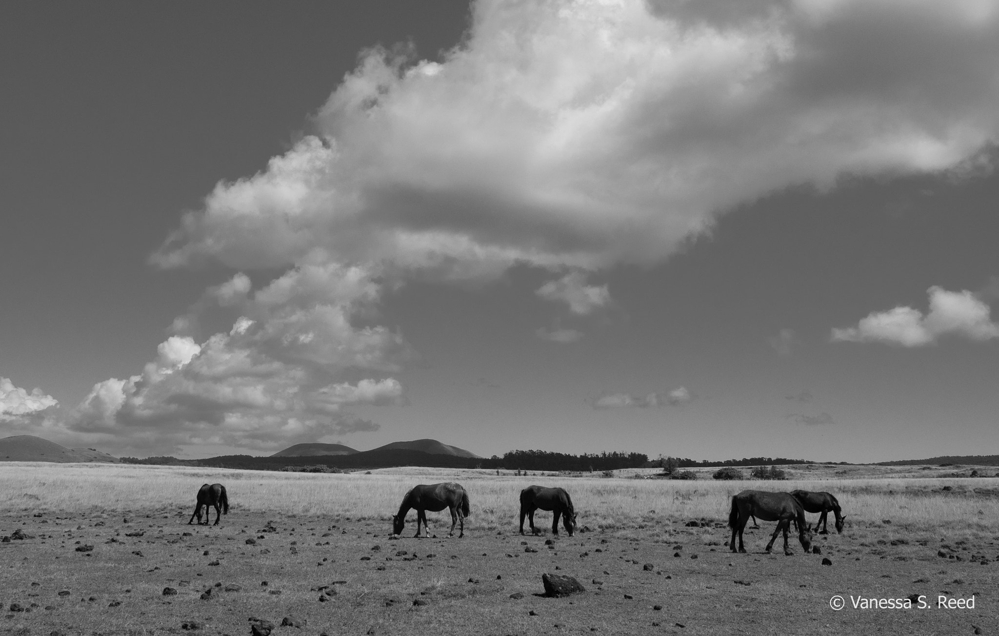 Olympus OM-D E-M1 Mark II sample photo. B/w horses - easter island photography