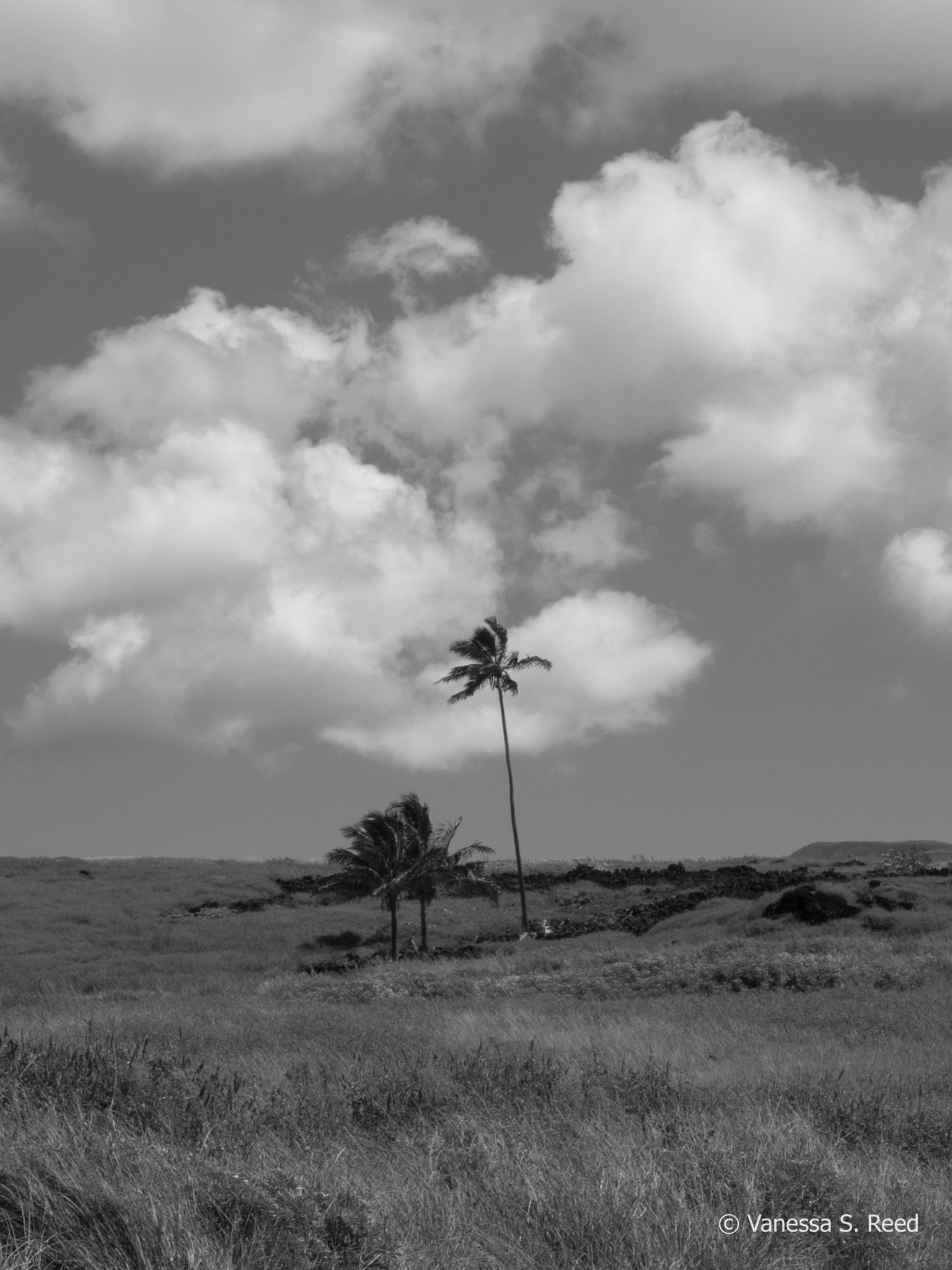 Olympus OM-D E-M1 Mark II sample photo. Lone palm - easter island photography