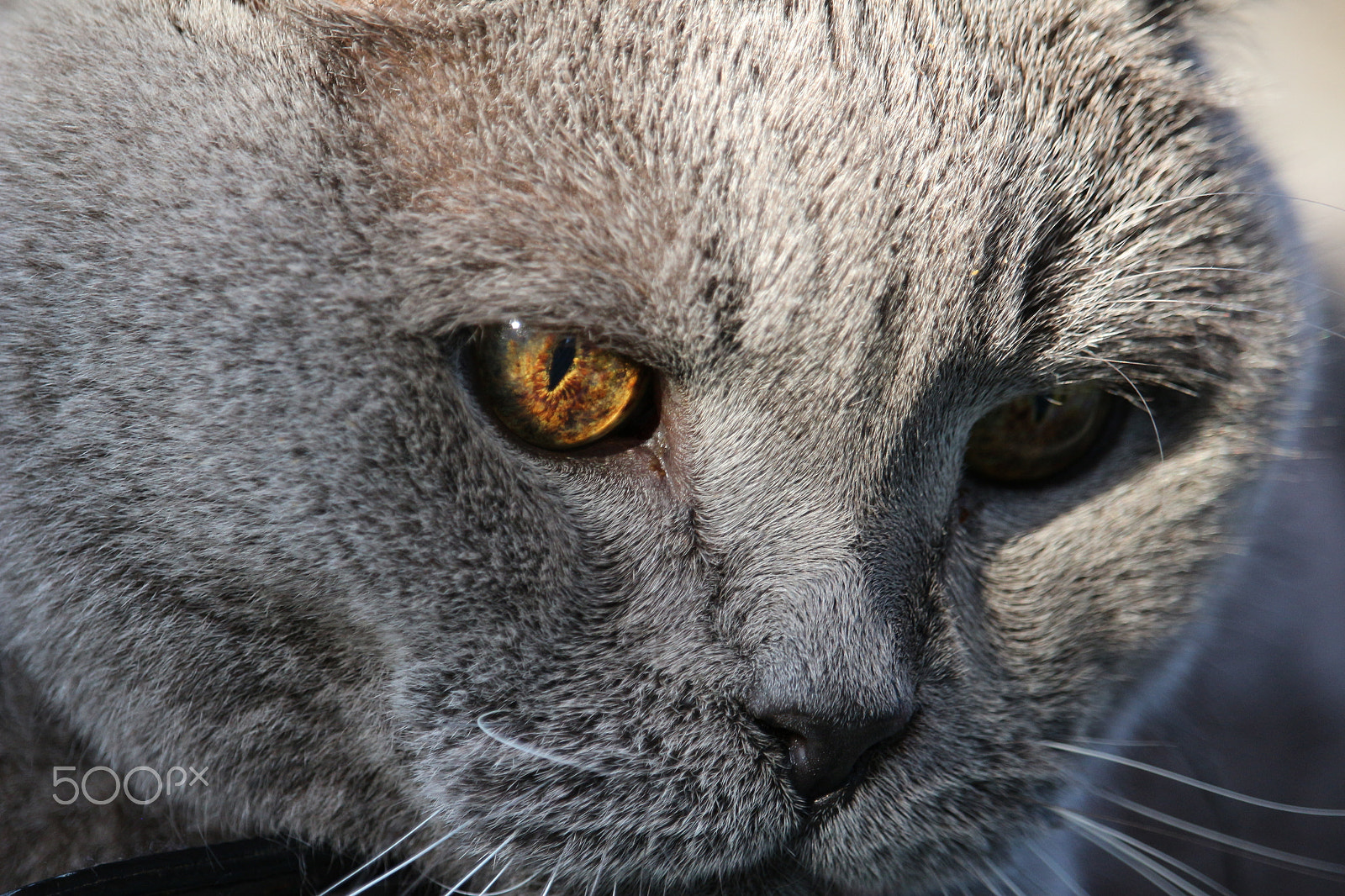 Canon EF-S 55-250mm F4-5.6 IS STM sample photo. Old eyes photography