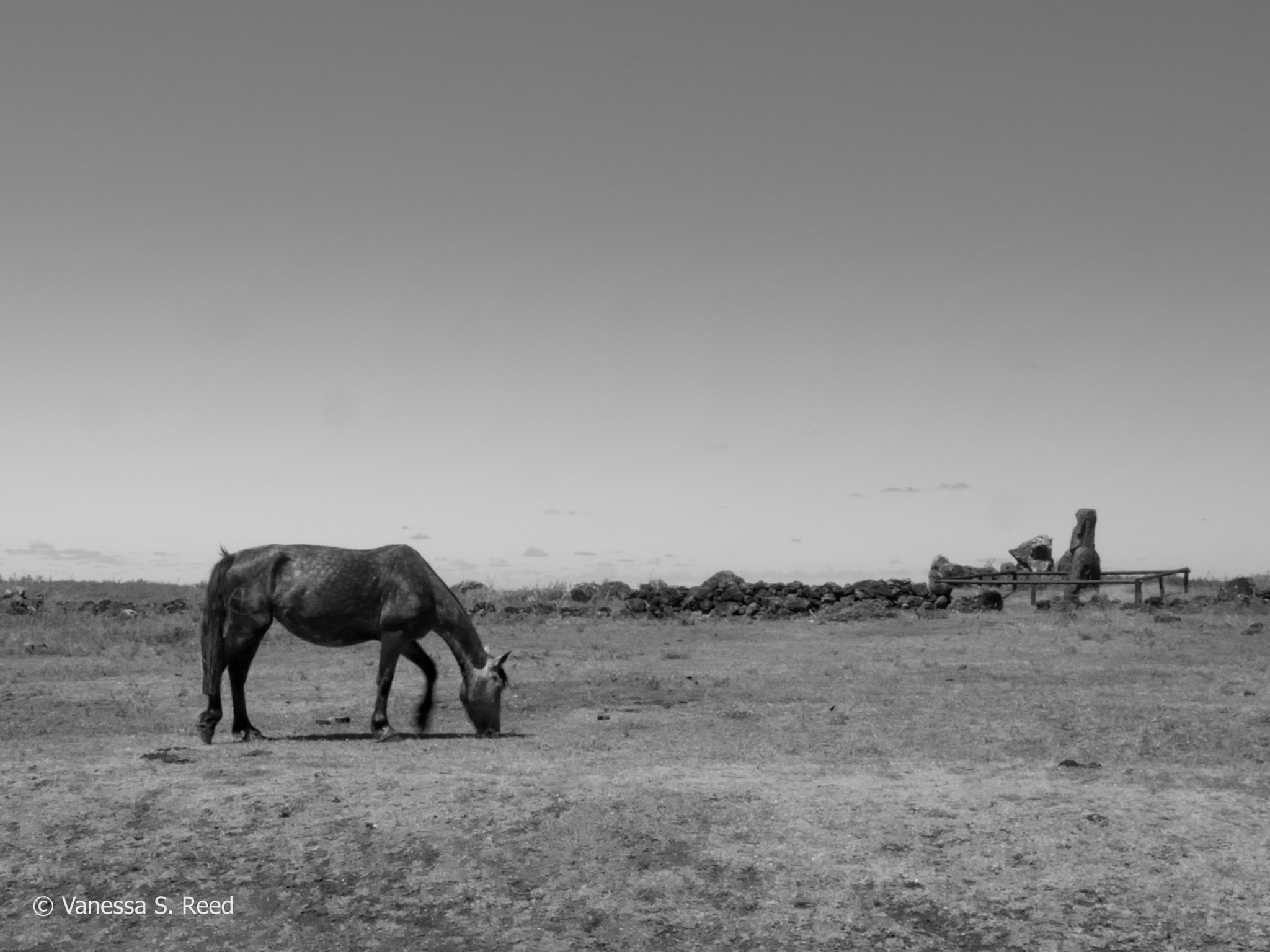 Olympus OM-D E-M1 Mark II + Olympus M.Zuiko Digital ED 12-40mm F2.8 Pro sample photo. B/w horse & moai photography