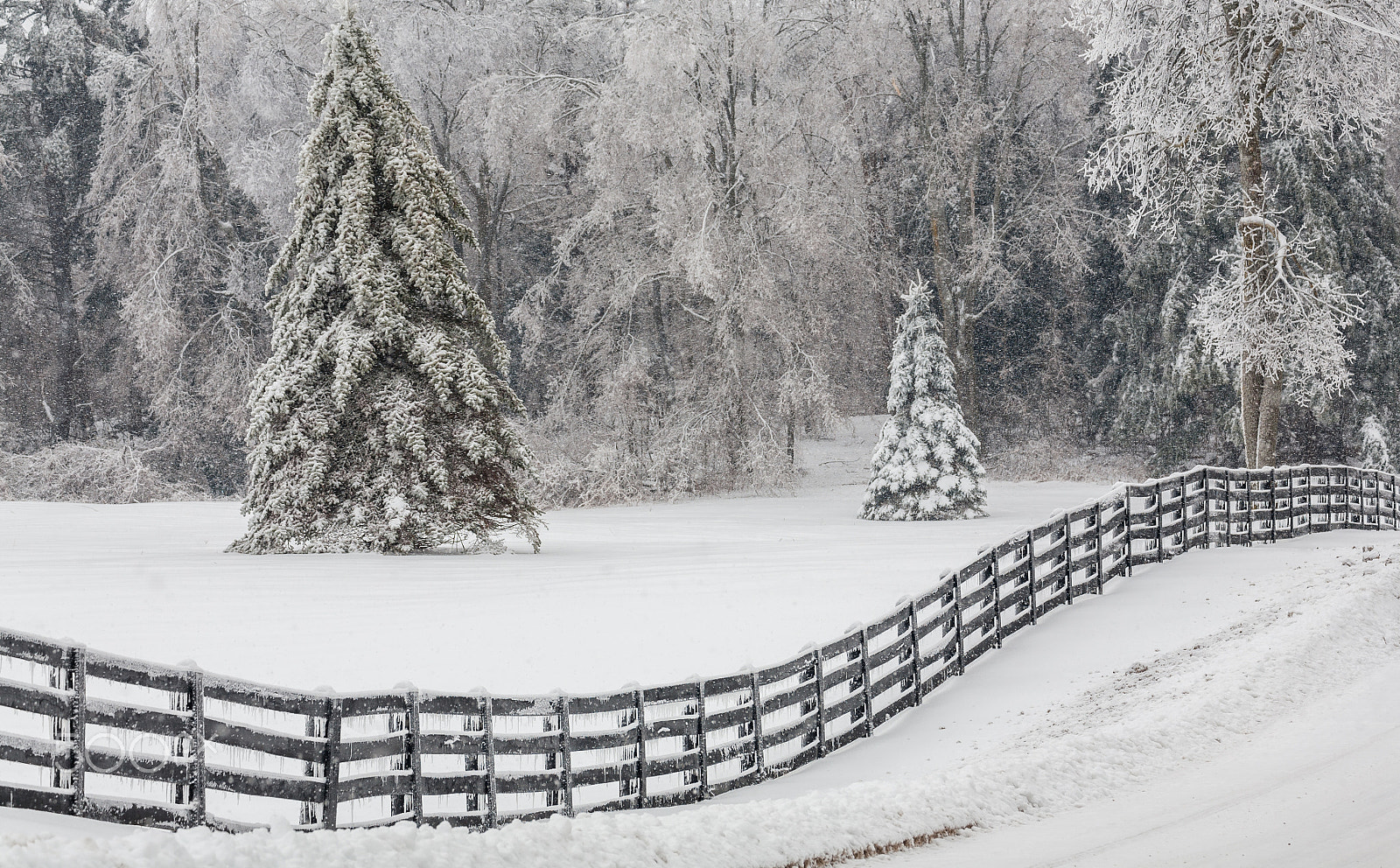 Canon EF 28-300mm F3.5-5.6L IS USM sample photo. Winter trees photography