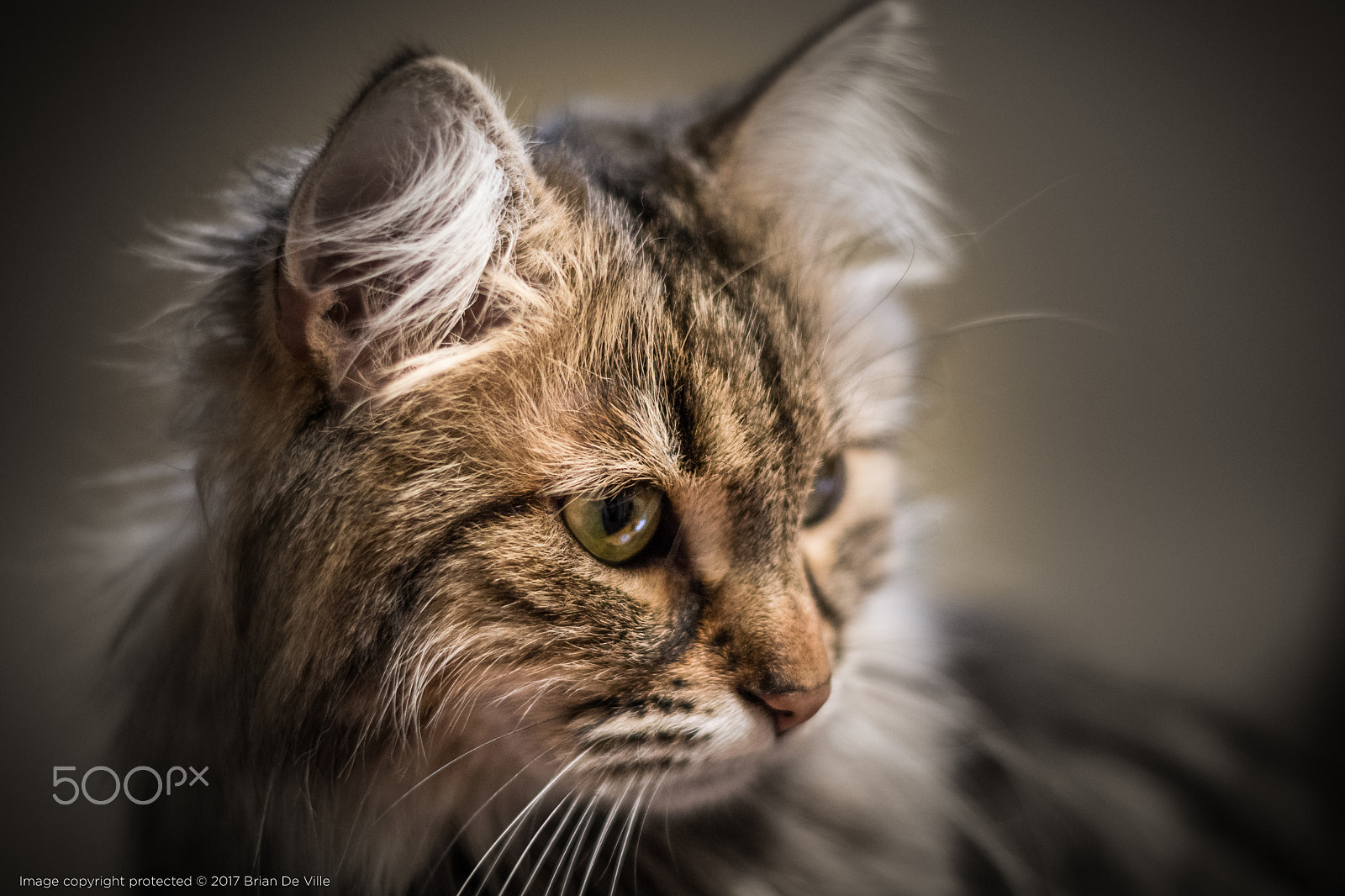 Nikon D7100 + Nikon AF-S Nikkor 50mm F1.8G sample photo. Jasper photography