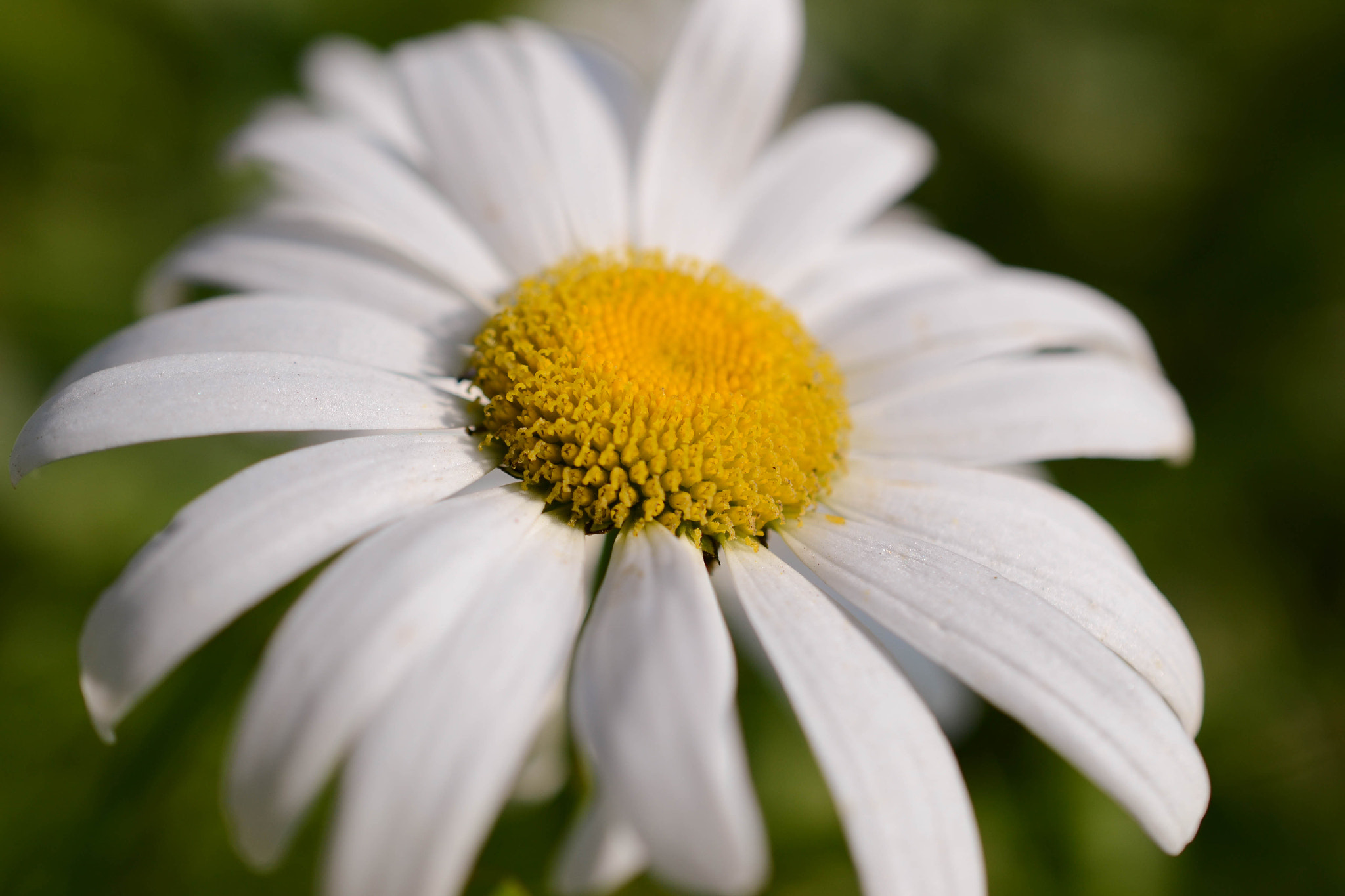 Nikon AF-S DX Micro Nikkor 40mm F2.8 sample photo. Chamomile photography