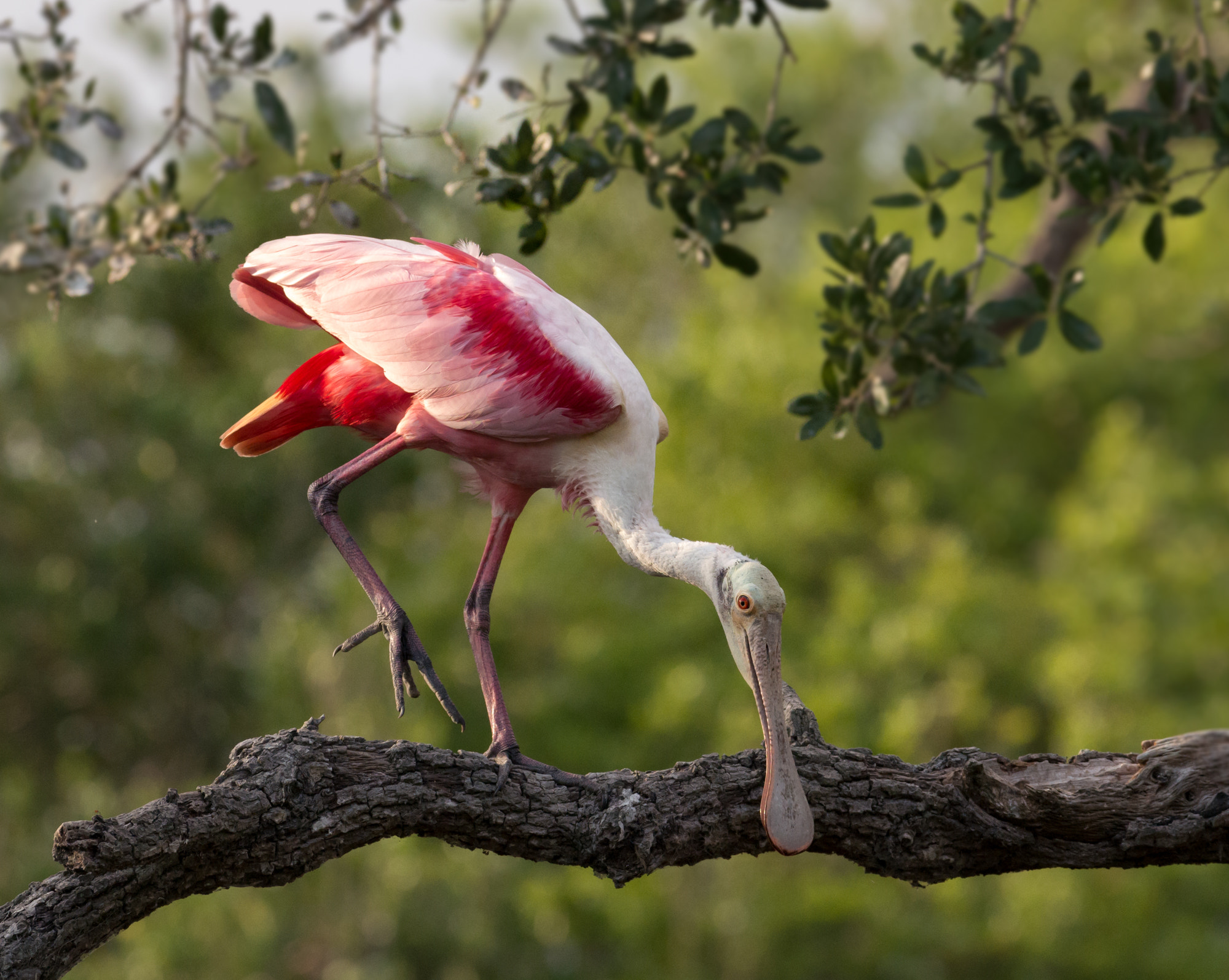 Pentax K-5 IIs + Pentax smc DA* 300mm F4.0 ED (IF) SDM sample photo. Hesitant spoonbill photography