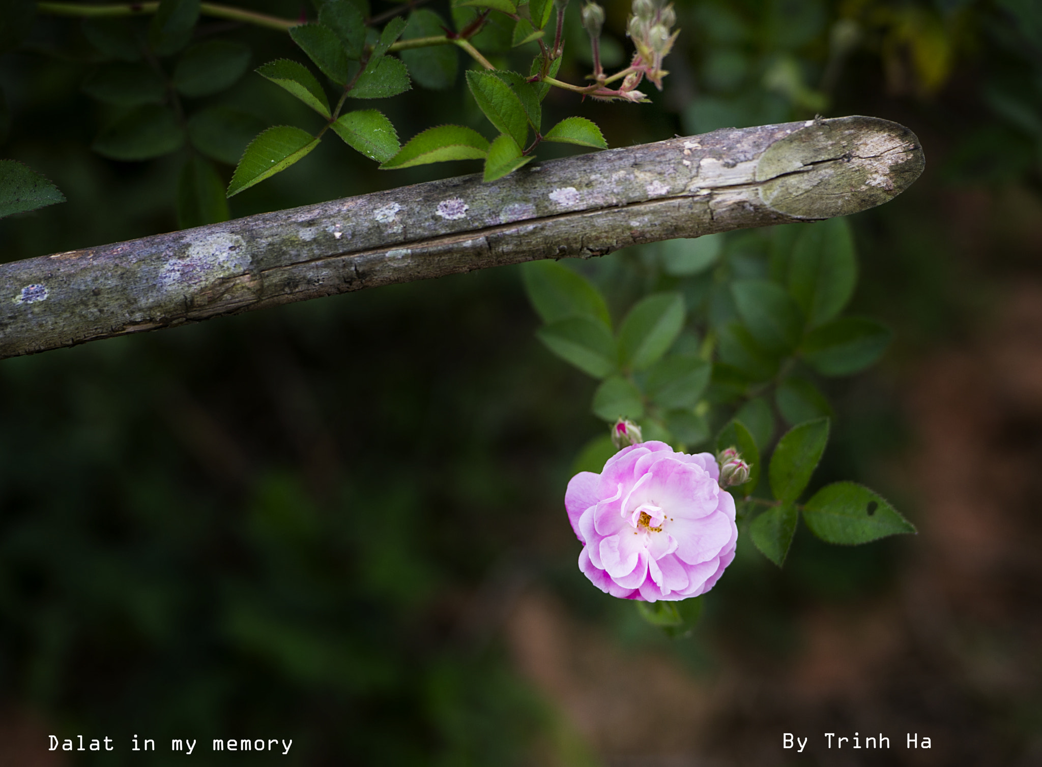 Nikon D3S + Nikon AF-S Nikkor 70-200mm F2.8G ED VR II sample photo. Dsc photography