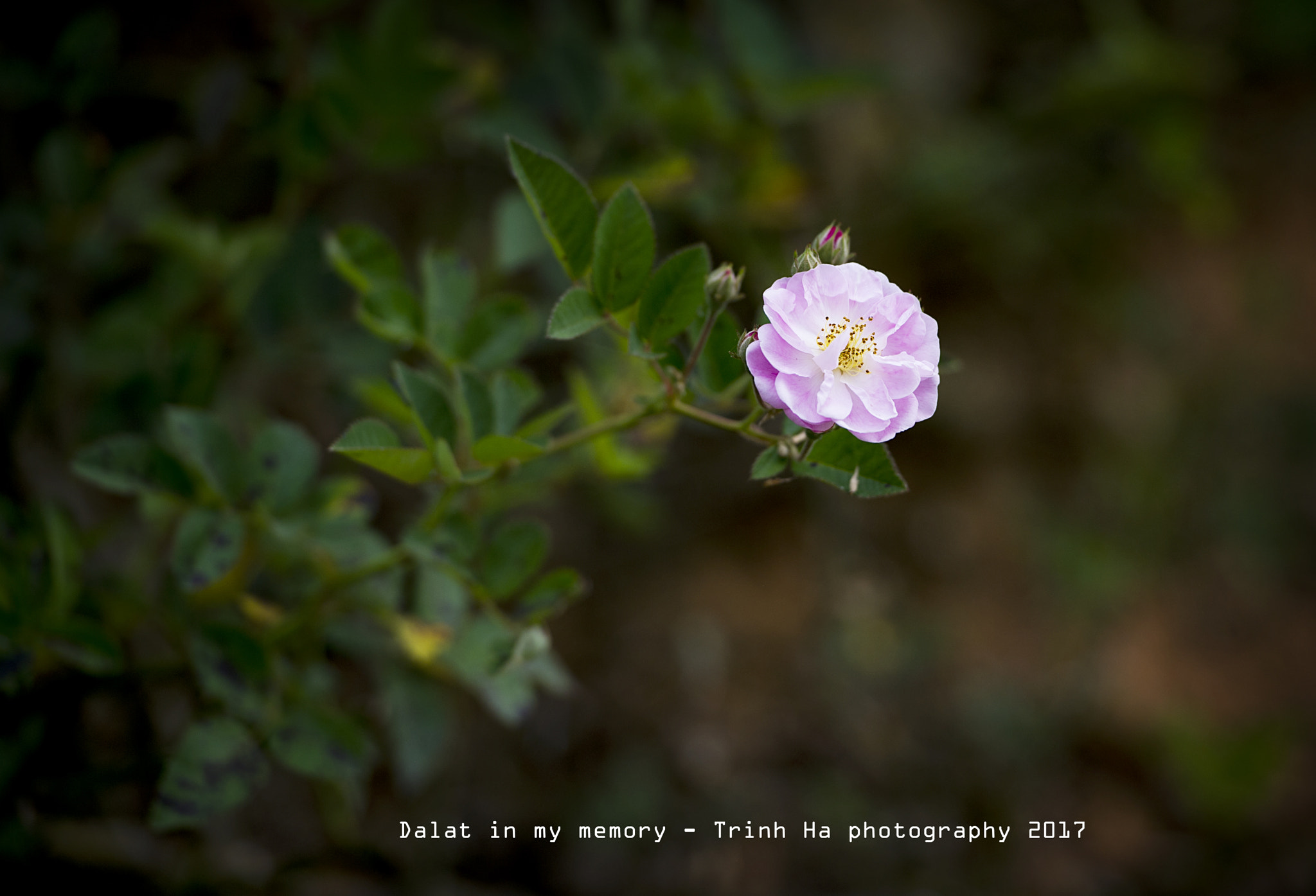 Nikon D3S + Nikon AF-S Nikkor 70-200mm F2.8G ED VR II sample photo. Dsc photography