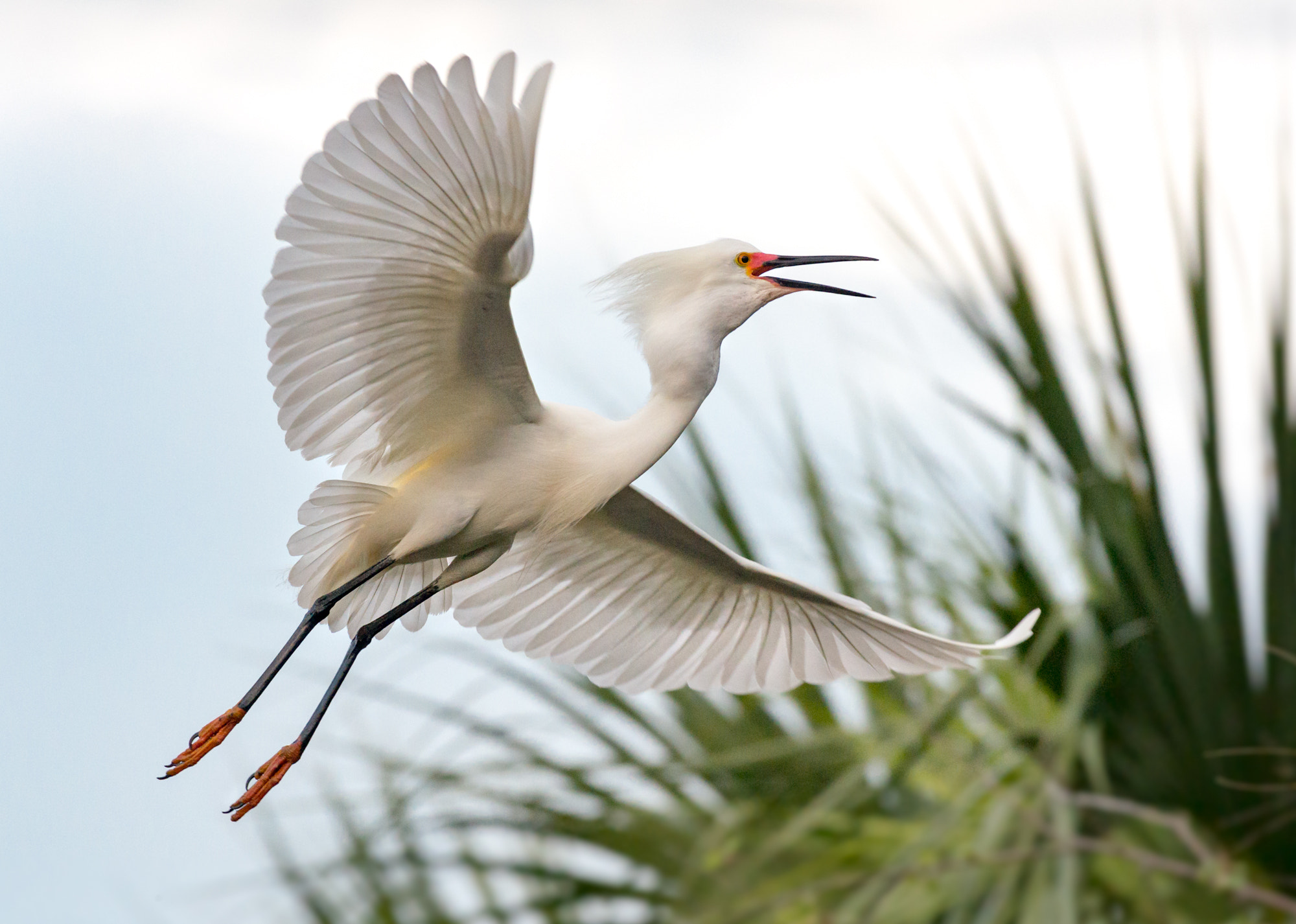 Pentax K-5 IIs sample photo. Bewildered heron photography