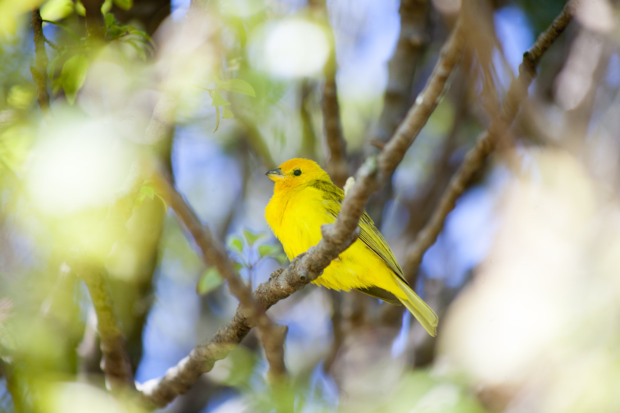 Canon EOS 5D + EF75-300mm f/4-5.6 sample photo. Yellow bird photography