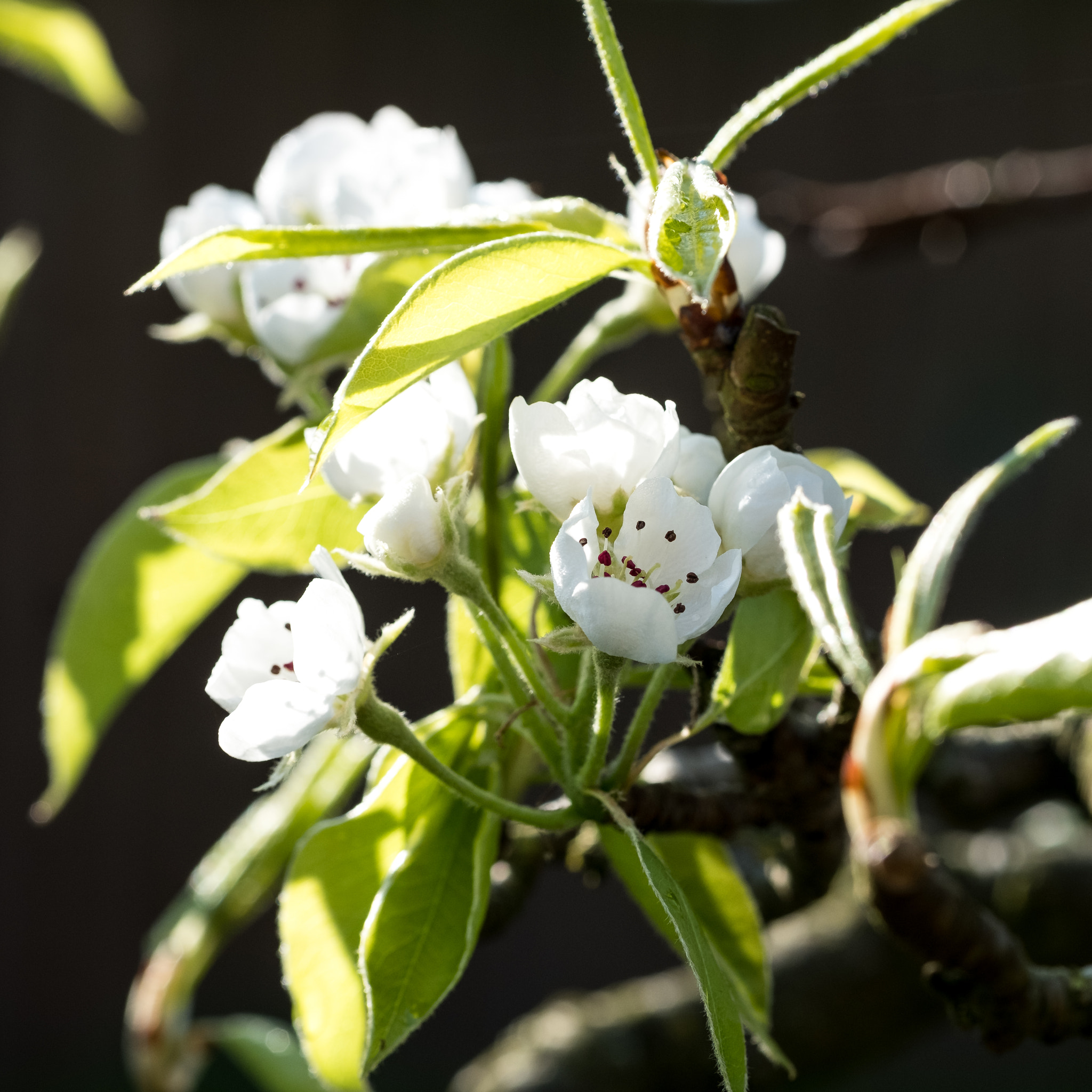 Fujifilm X-T2 sample photo. Dark spring photography