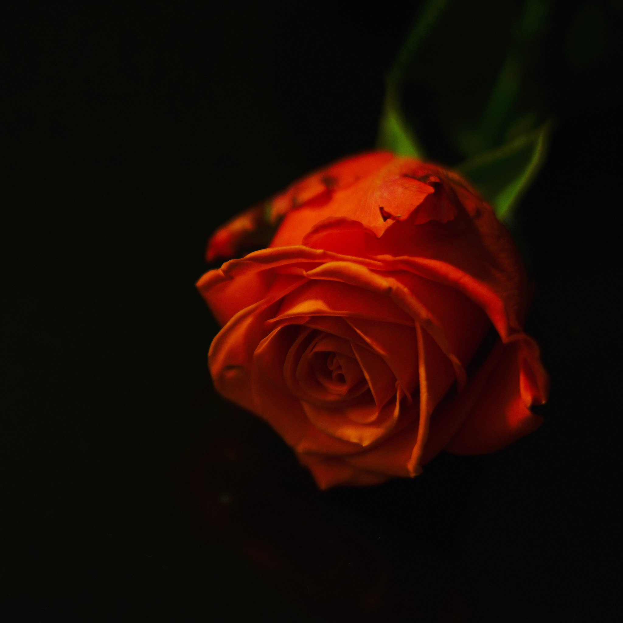 Sony FE 50mm F1.8 sample photo. Rose  photography