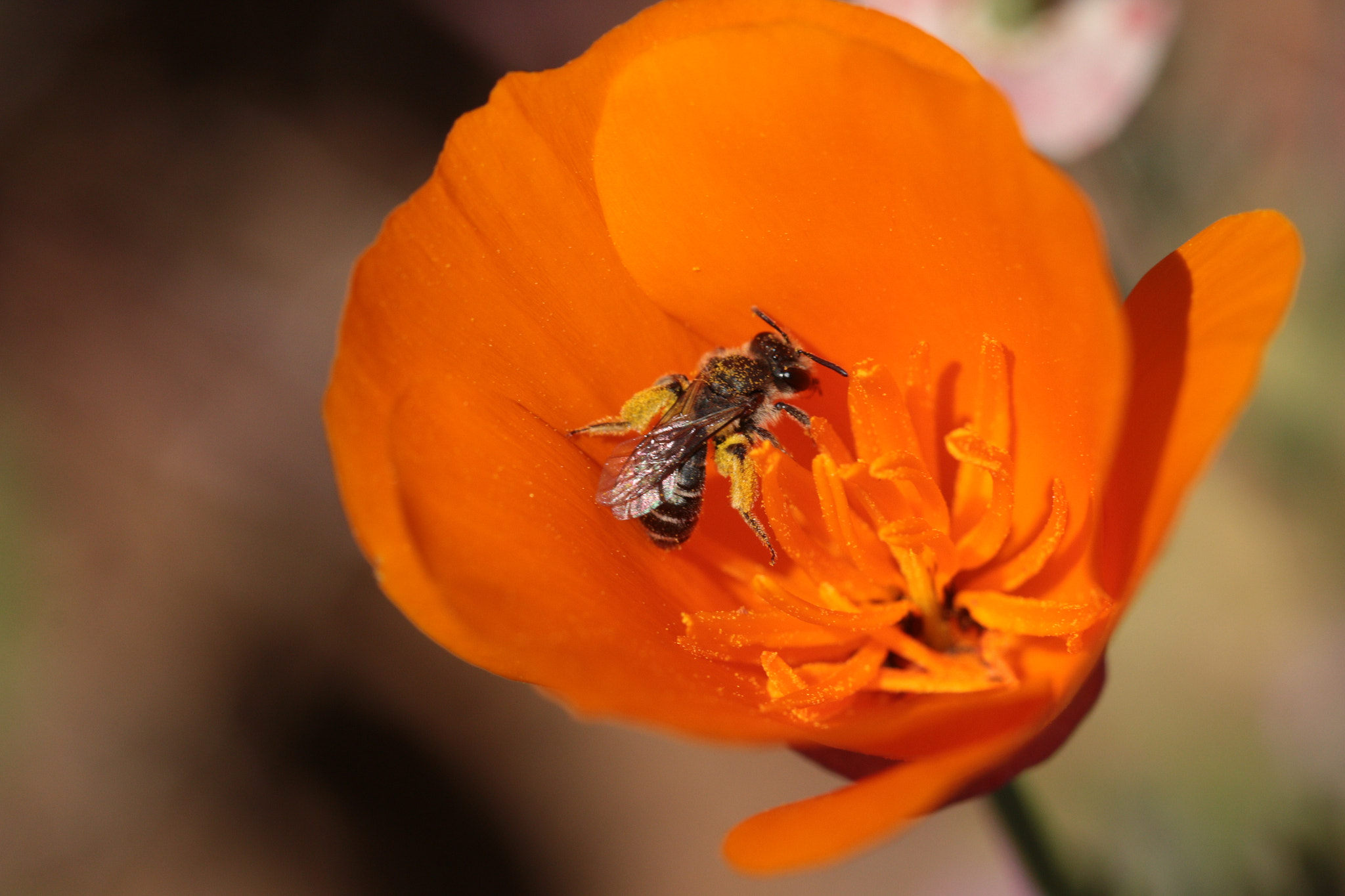 Canon EOS 70D sample photo. California poppy photography