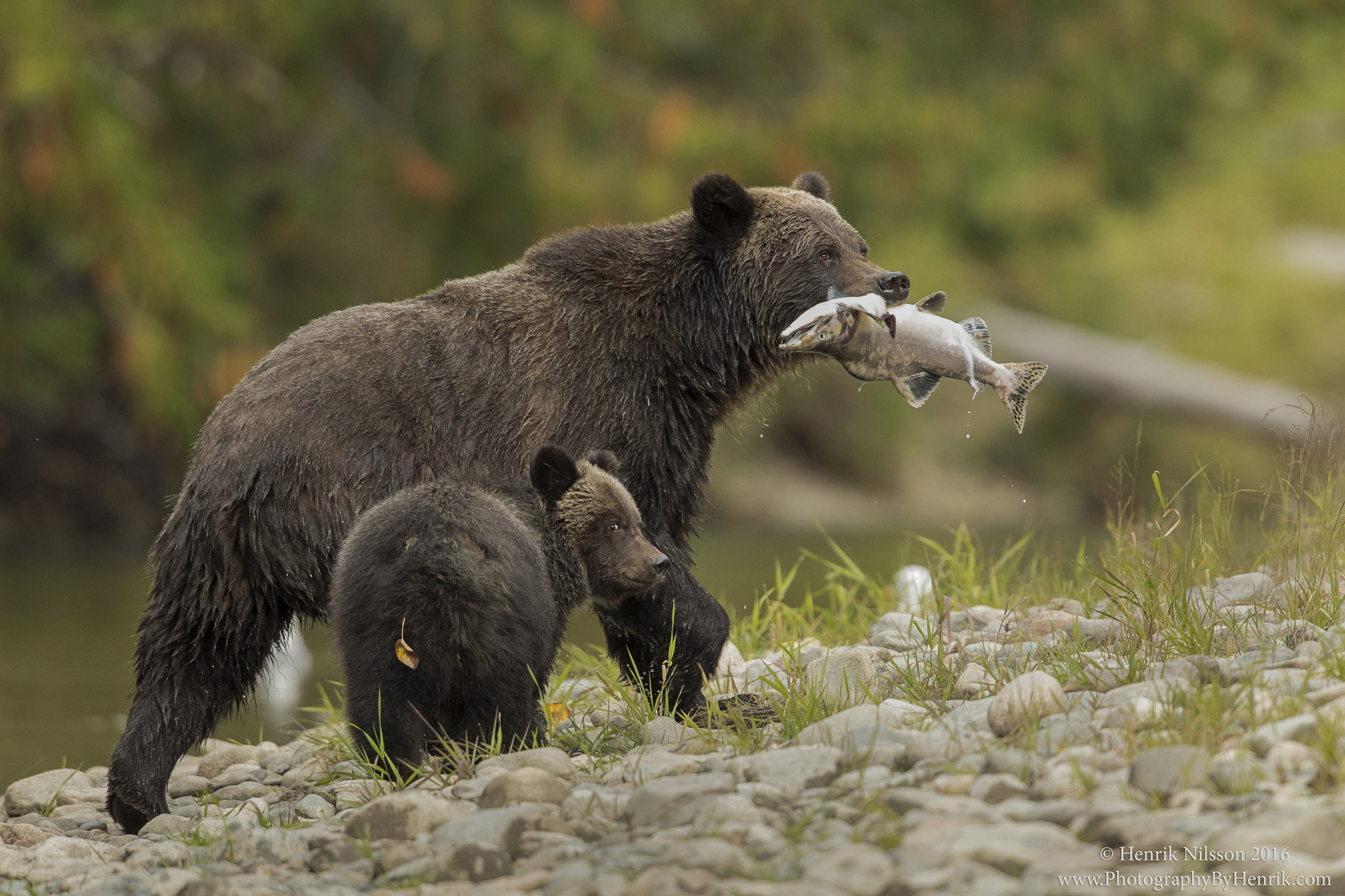 Canon EOS-1D X Mark II sample photo. Bears, salmon and a butt leaf photography