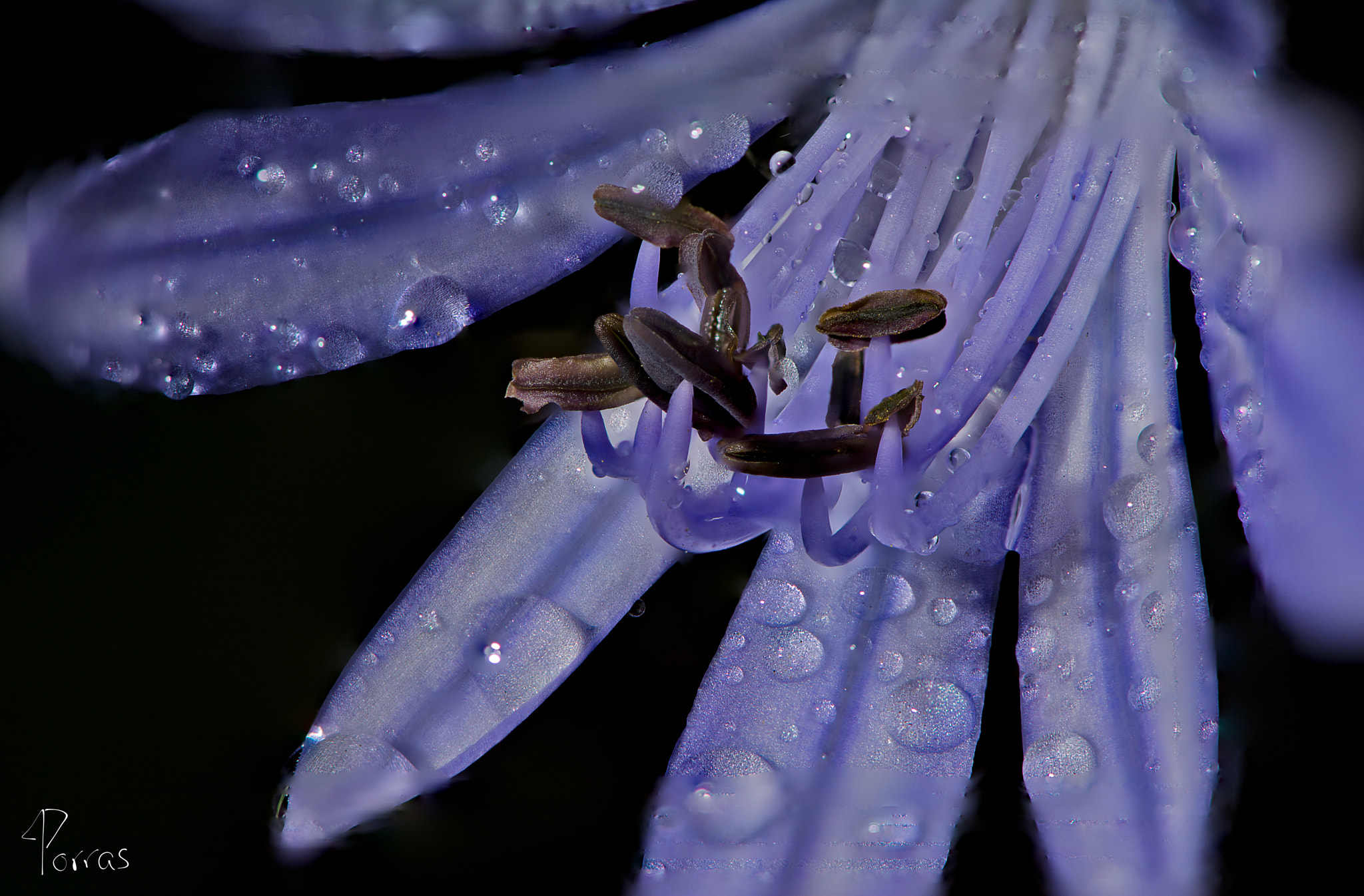 Nikon AF-S Micro-Nikkor 105mm F2.8G IF-ED VR sample photo. Flor agapanto -  focus stacking photography