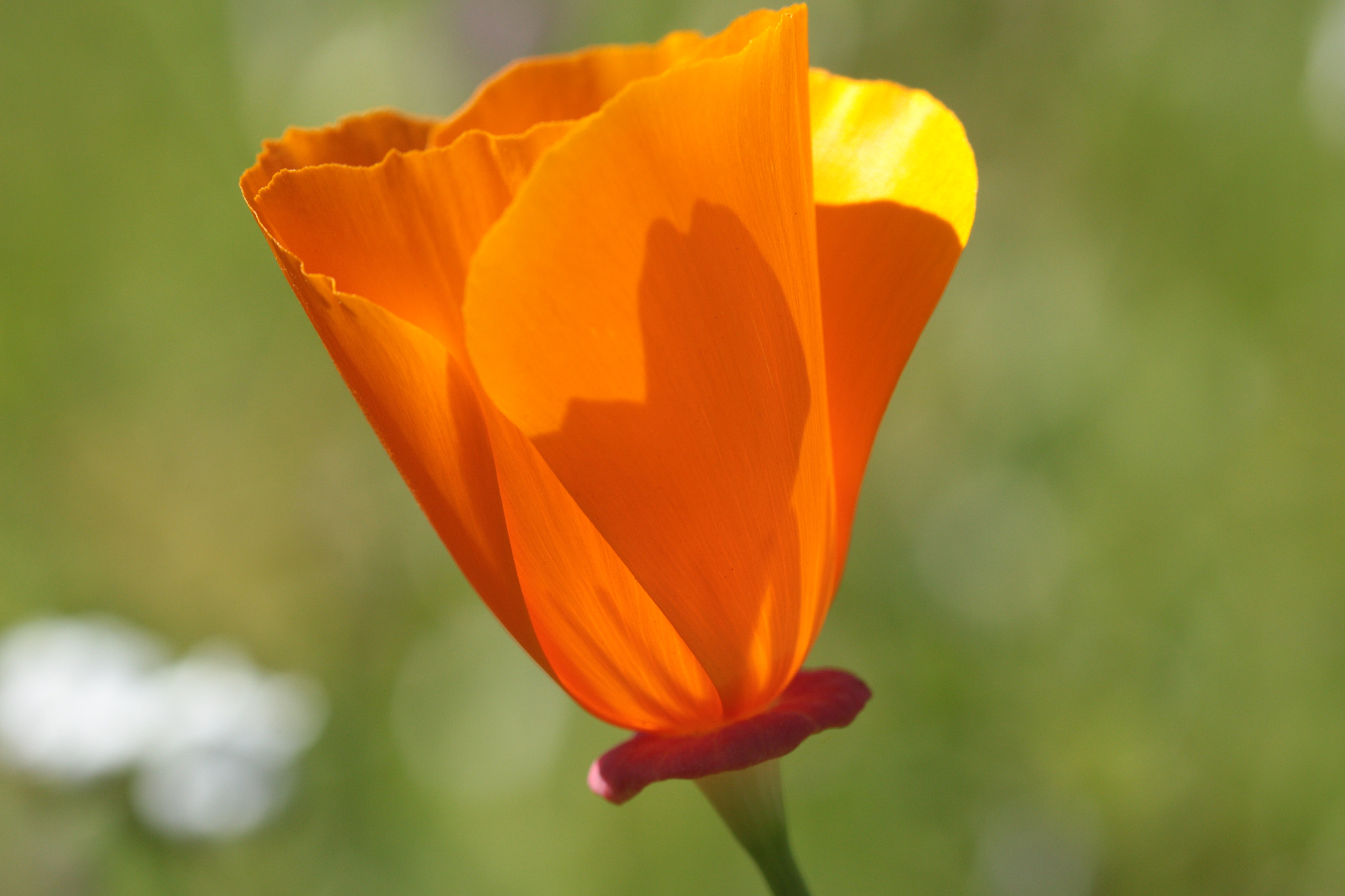 Canon EOS 70D + Canon EF 100mm F2.8 Macro USM sample photo. California poppy photography