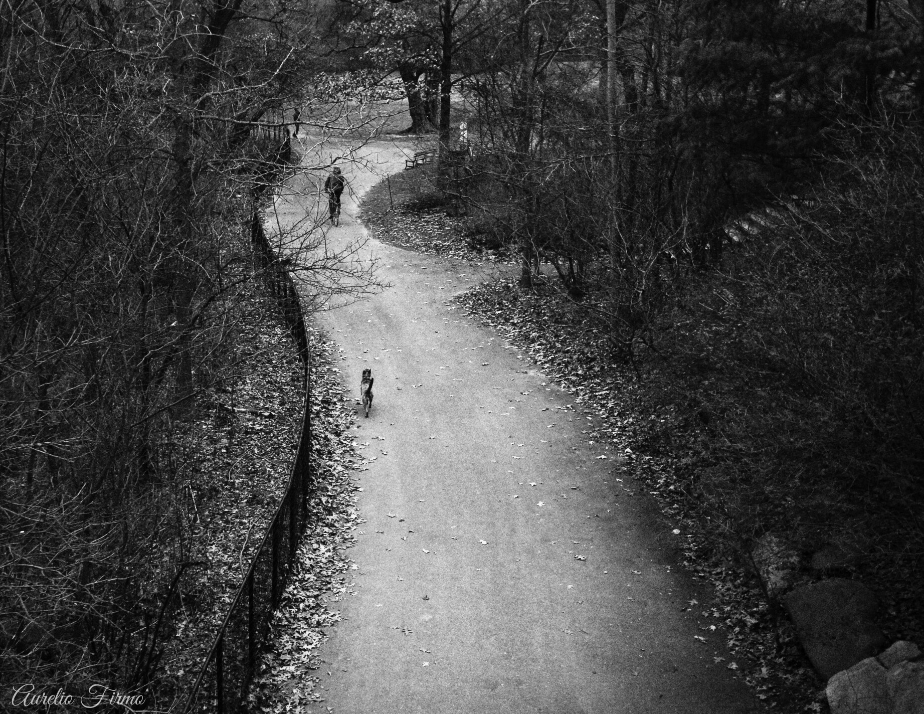 Canon EF-S 10-22mm F3.5-4.5 USM sample photo. Road to the park . prospect park, brooklyn ,  ny photography