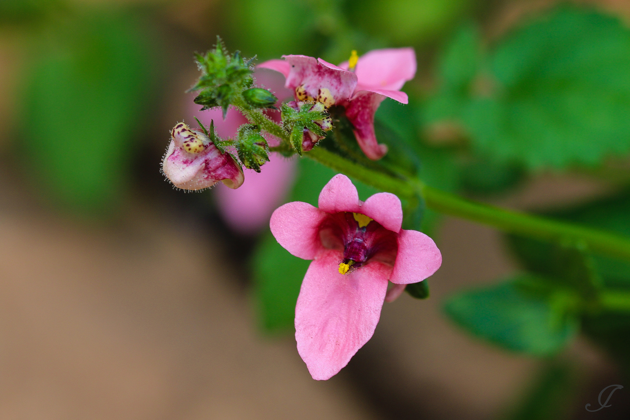 Canon EOS 700D (EOS Rebel T5i / EOS Kiss X7i) + Sigma 105mm F2.8 EX DG OS HSM sample photo. Pinktongue photography