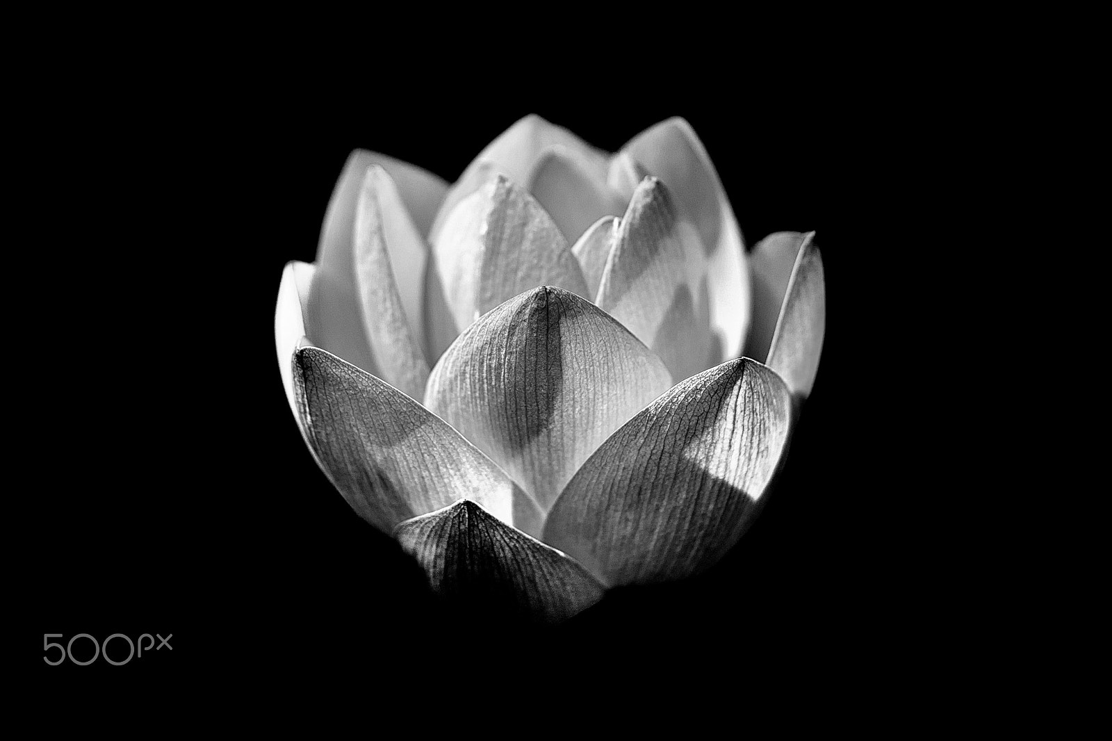 Sony a7 II + Sony FE 90mm F2.8 Macro G OSS sample photo. Enlightened (black) photography
