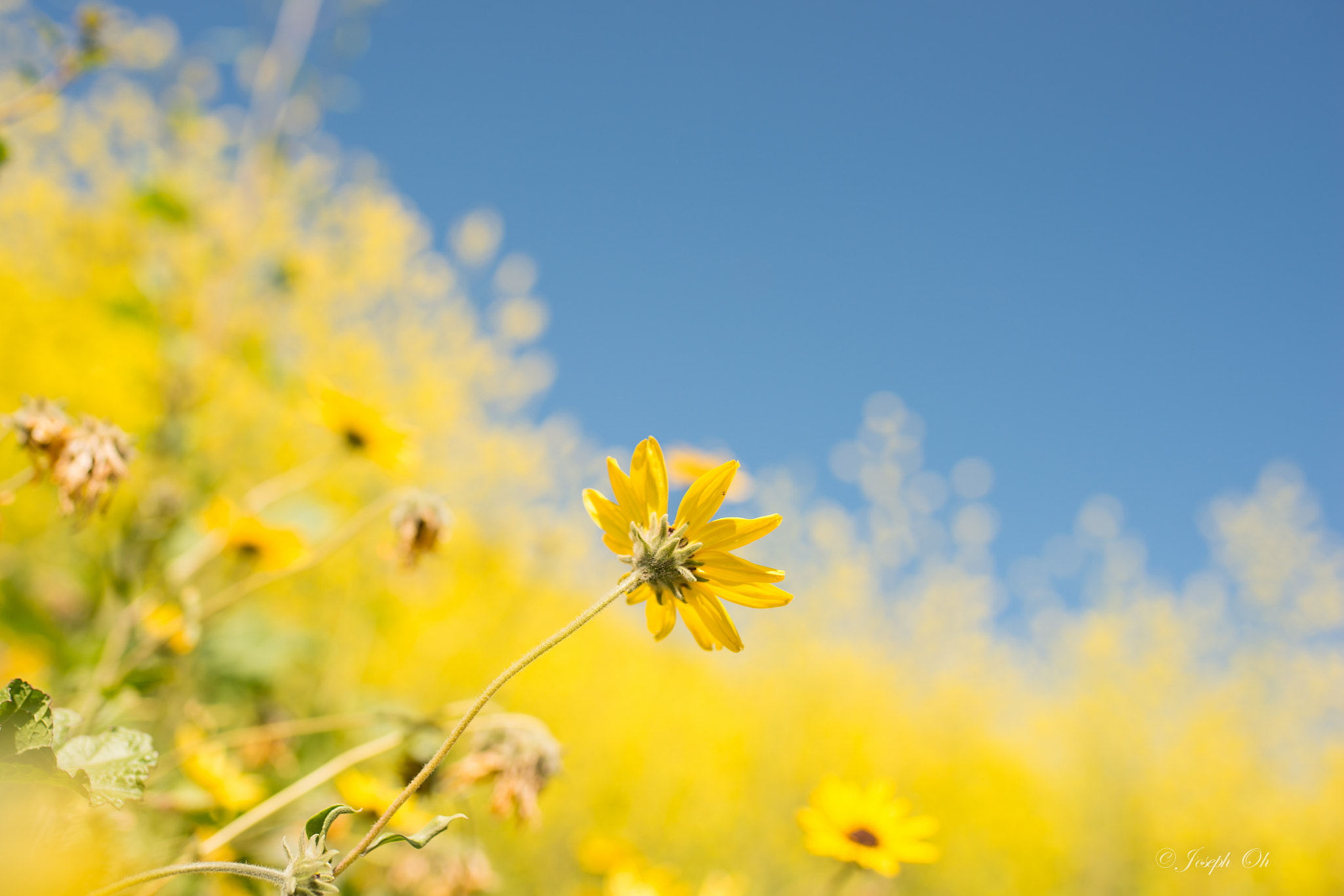 Nikon D800 sample photo. Del cerro park photography