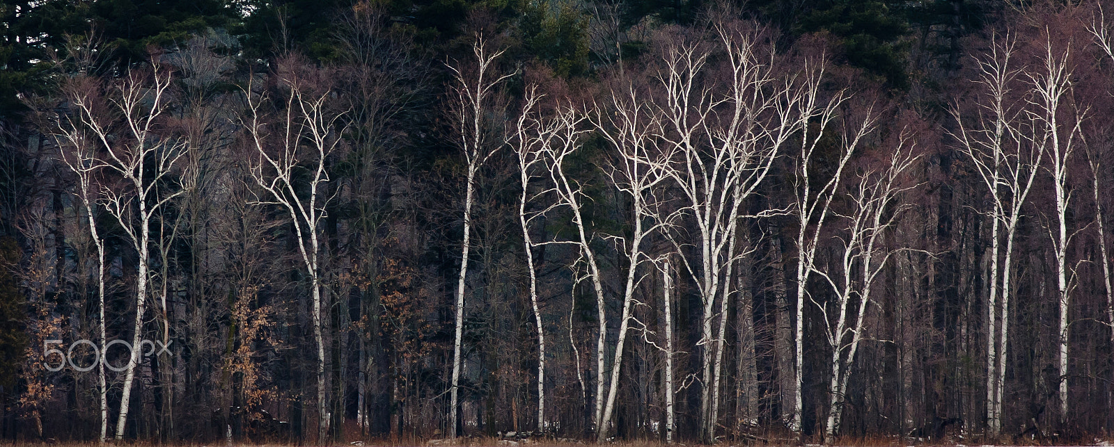 Canon EF 200mm f/2.8L sample photo. Birch trees photography