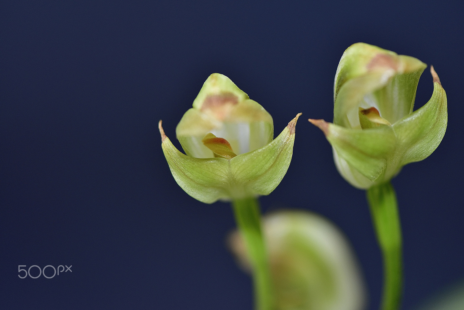 Nikon AF-S Micro-Nikkor 105mm F2.8G IF-ED VR sample photo. Orchid flower～神戸洋蘭展～ photography