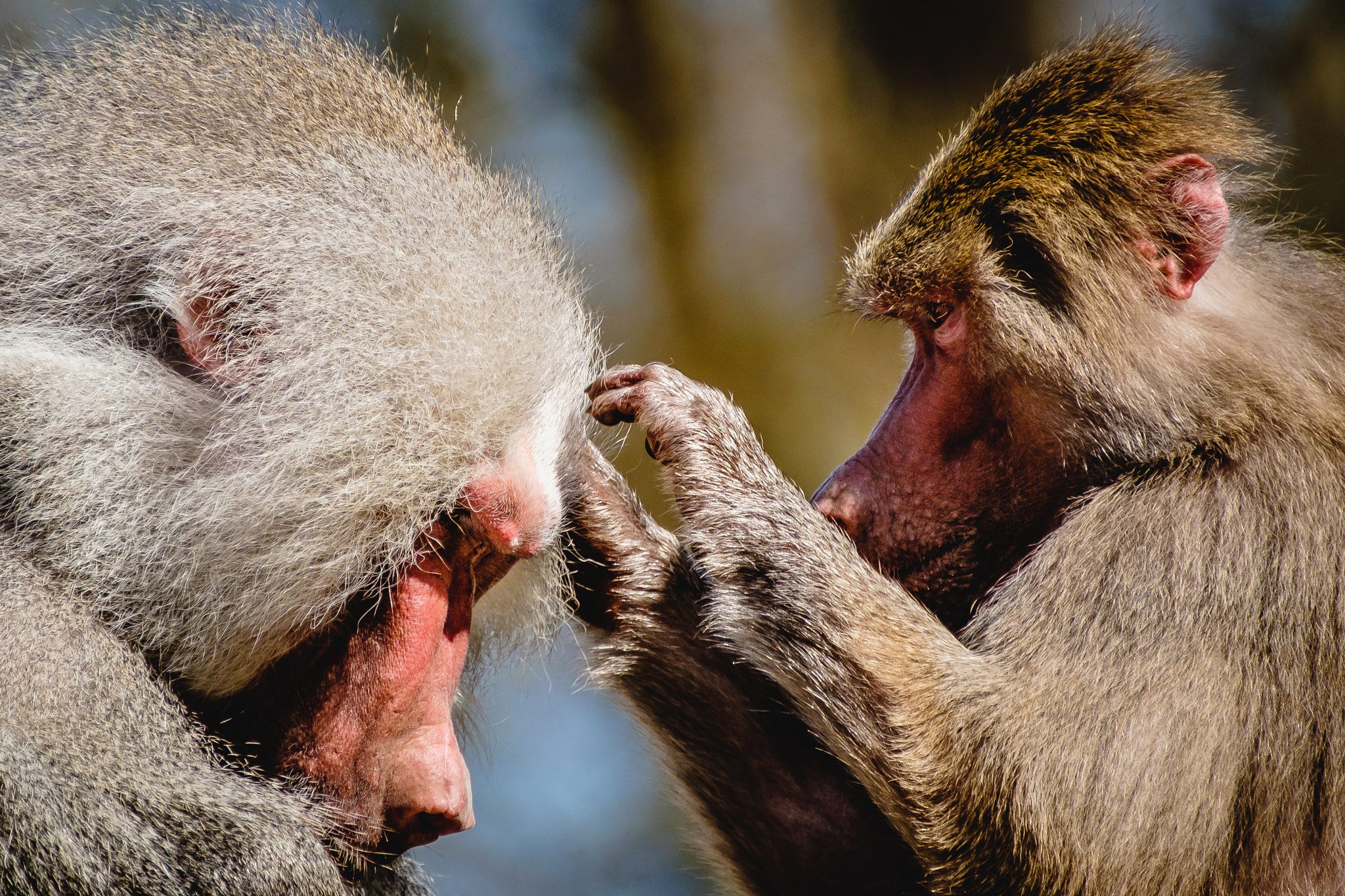 Fujifilm X-T1 sample photo. Baboons grooming photography