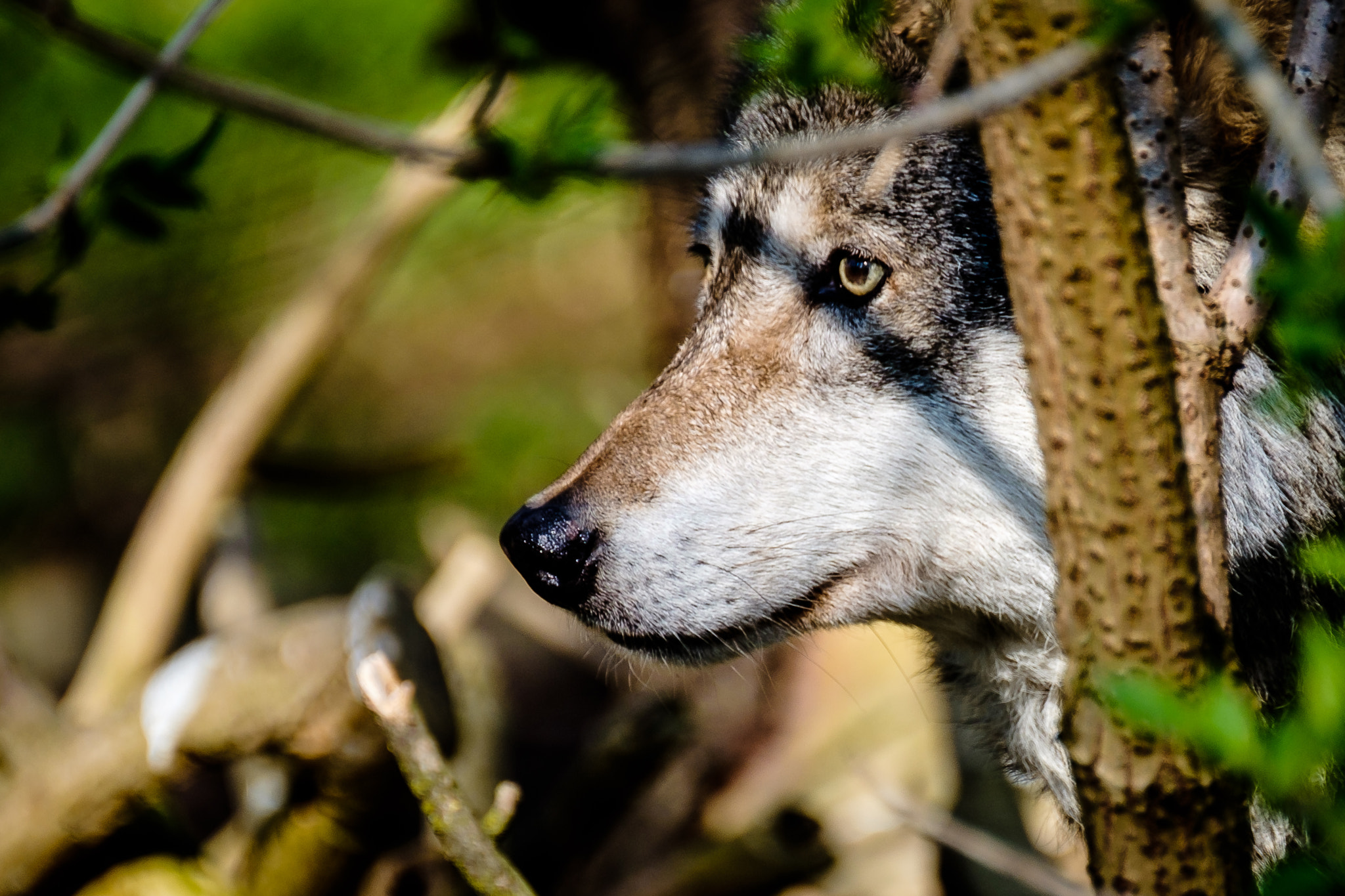 XF100-400mmF4.5-5.6 R LM OIS WR + 1.4x sample photo. Wolf in the bushes photography