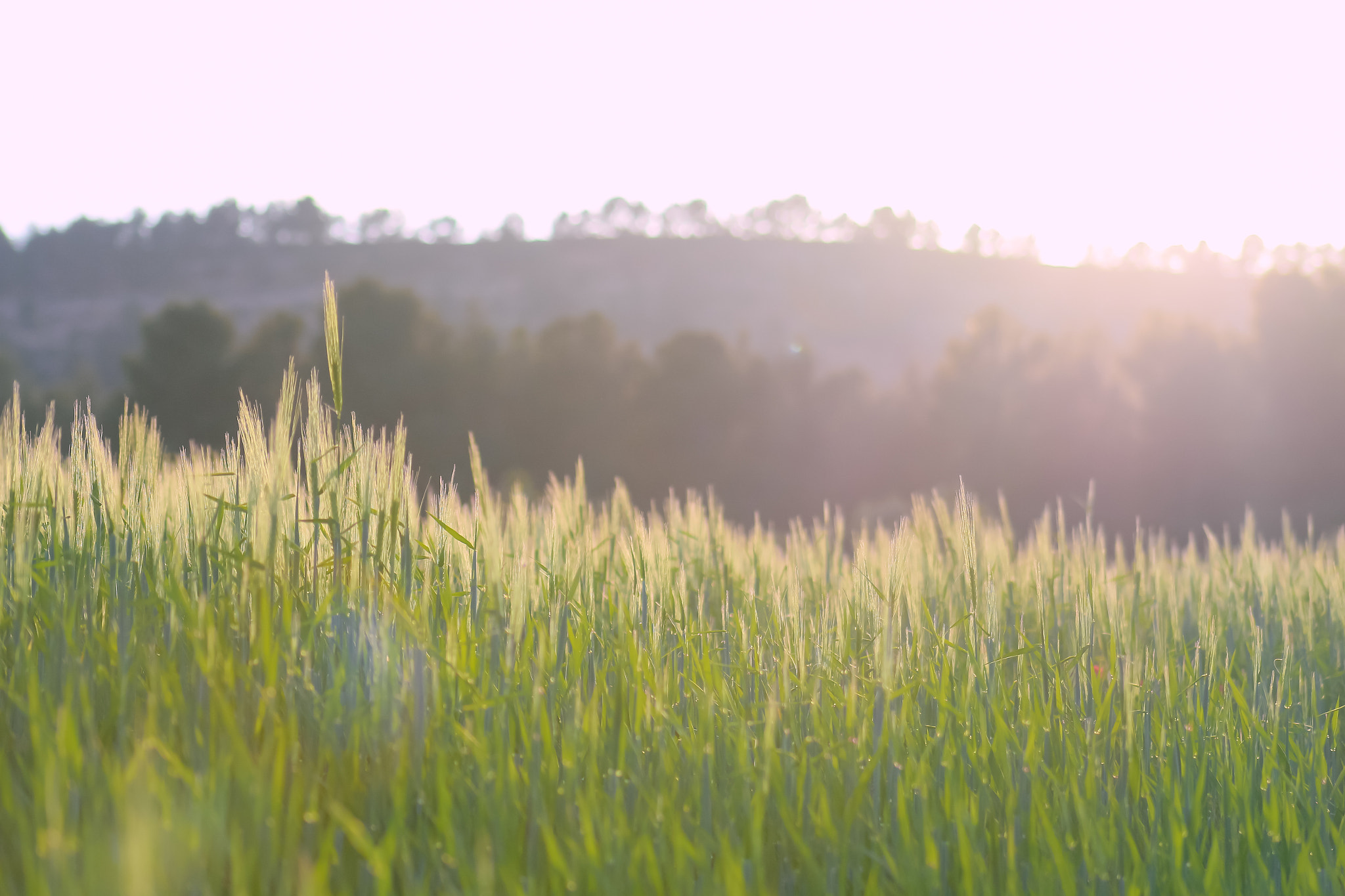 Canon EOS 700D (EOS Rebel T5i / EOS Kiss X7i) + EF75-300mm f/4-5.6 sample photo. Sunrise photography