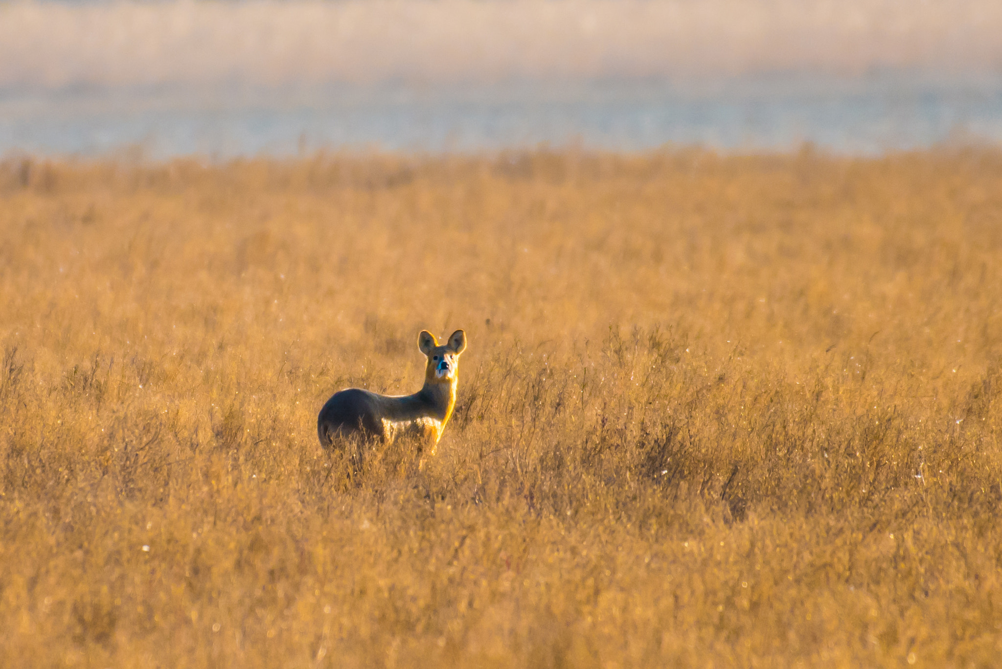 Nikon D810 + Nikon AF-S Nikkor 200-500mm F5.6E ED VR sample photo. Water deer photography