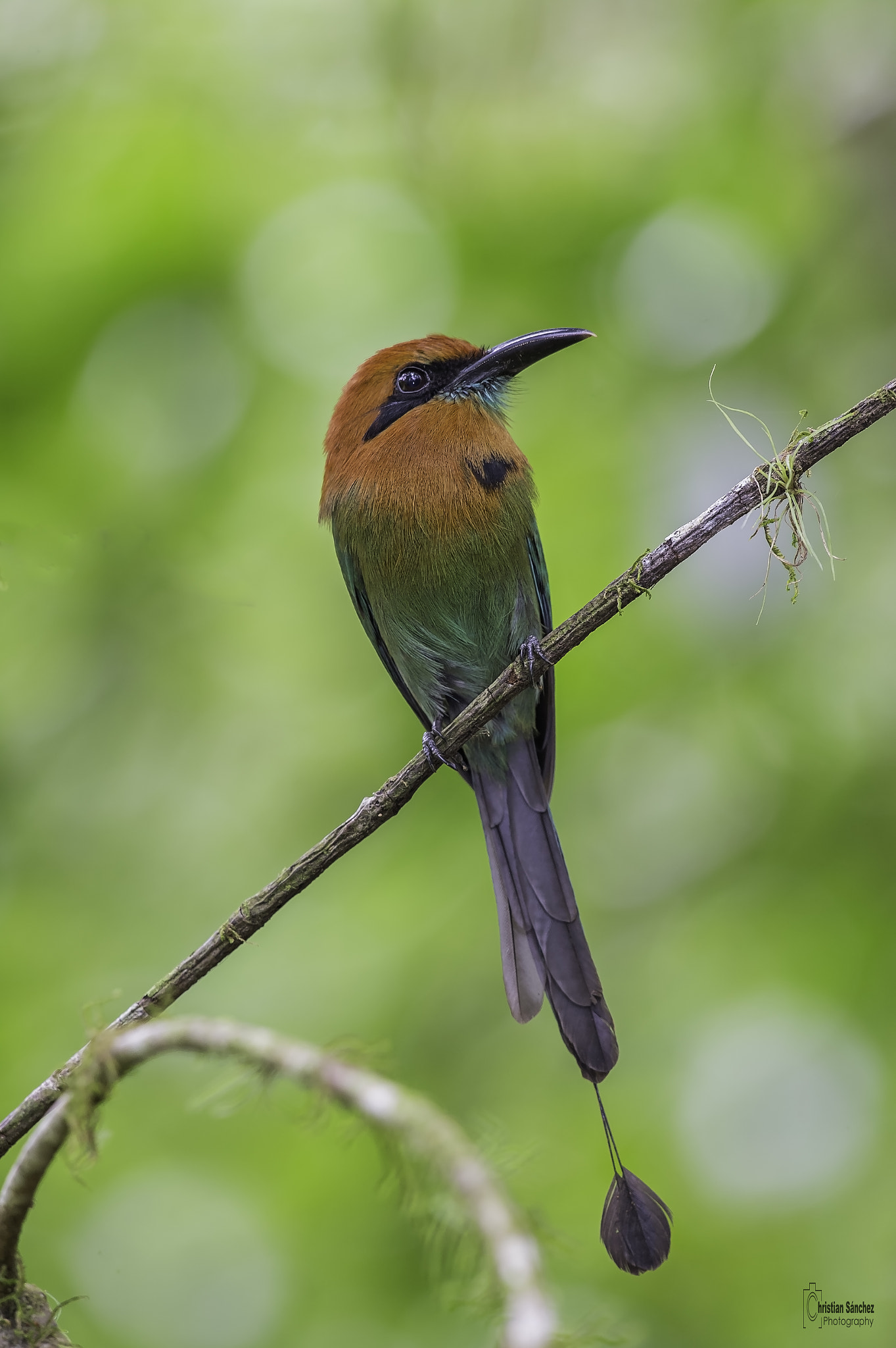 Nikon D4 + Nikon AF-S Nikkor 600mm F4G ED VR sample photo. Broad-billed motmot photography