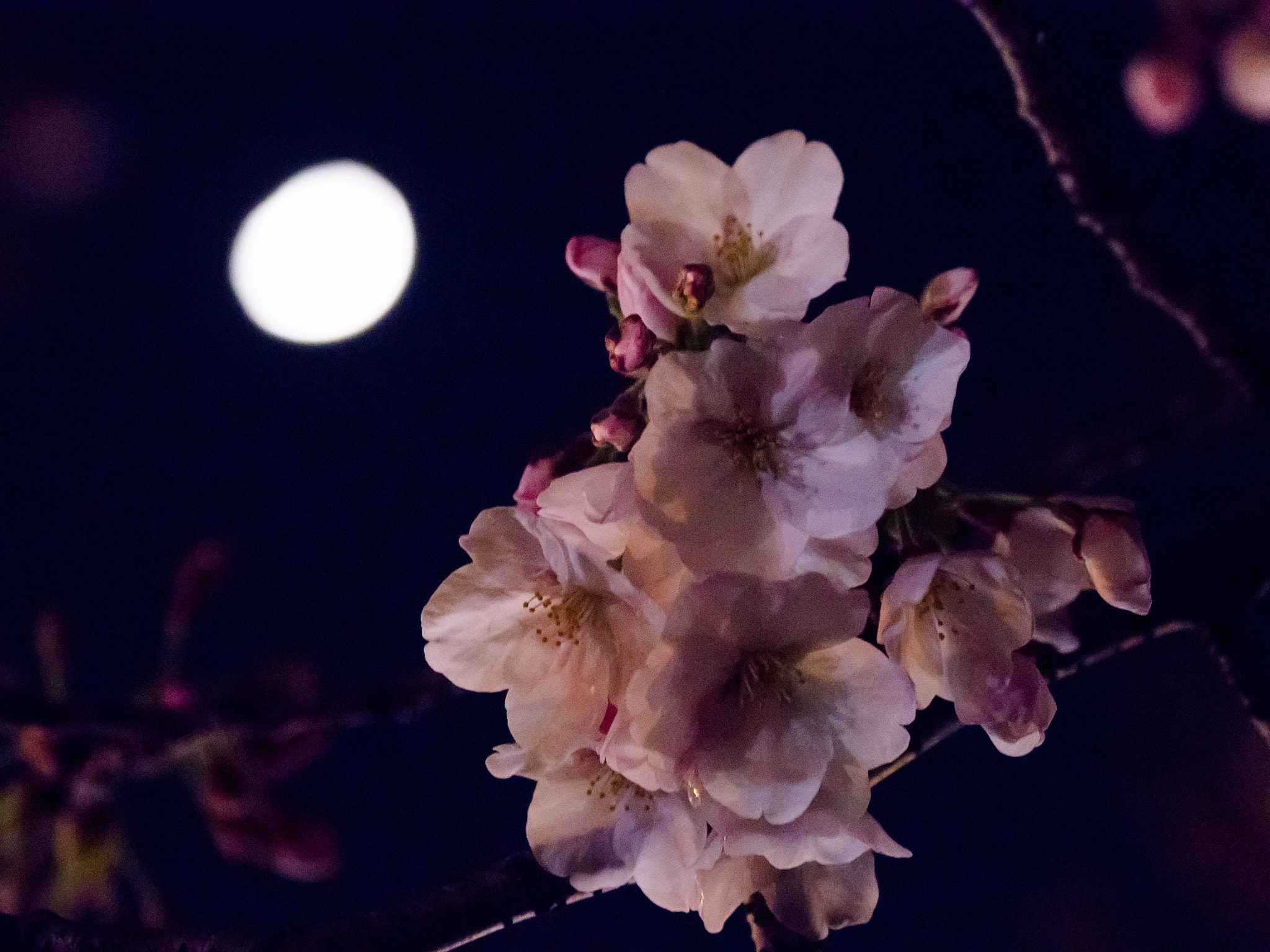 Olympus OM-D E-M10 sample photo. Cherry and moon photography