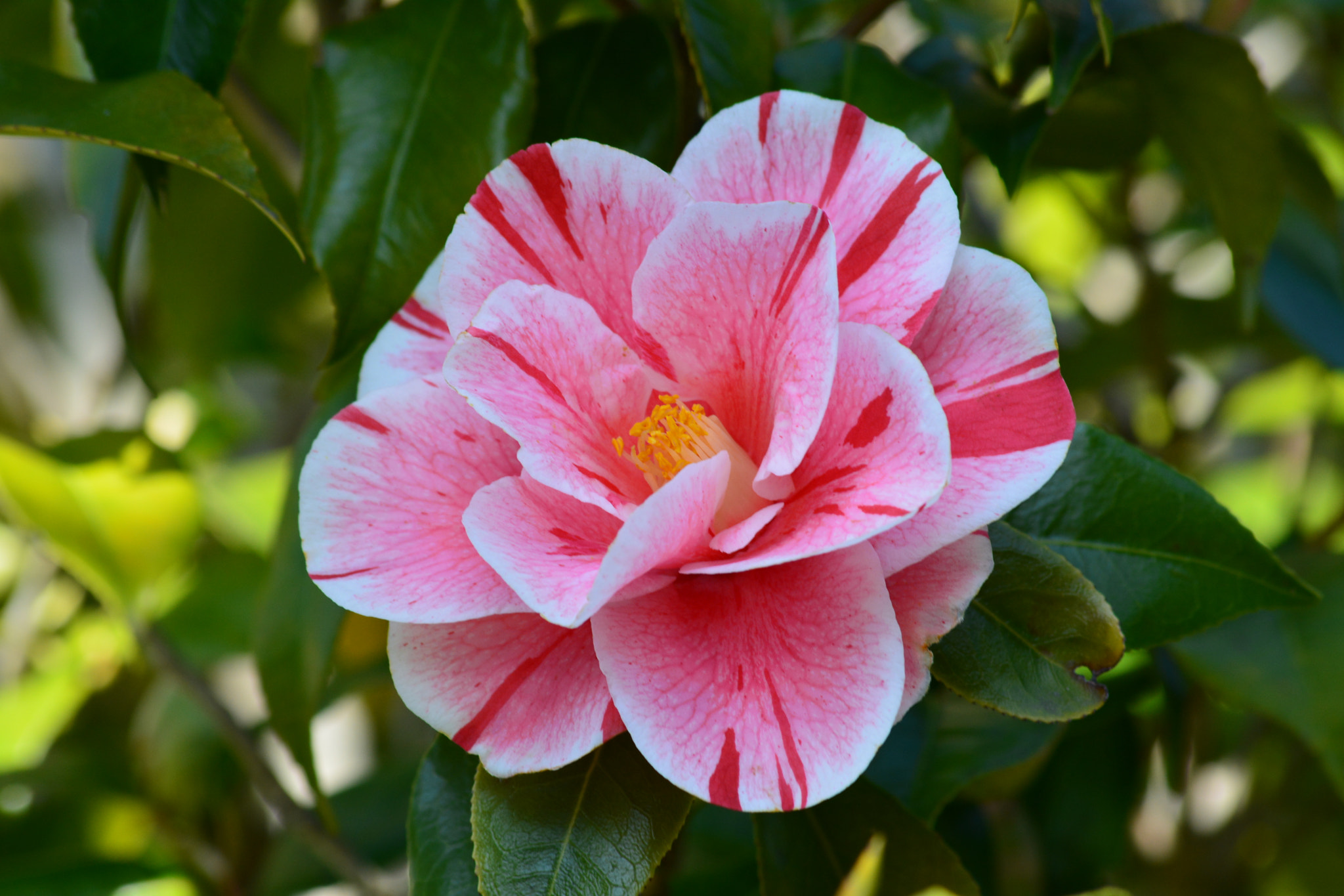 Nikon D5200 sample photo. Camelia japonica oki no nami photography