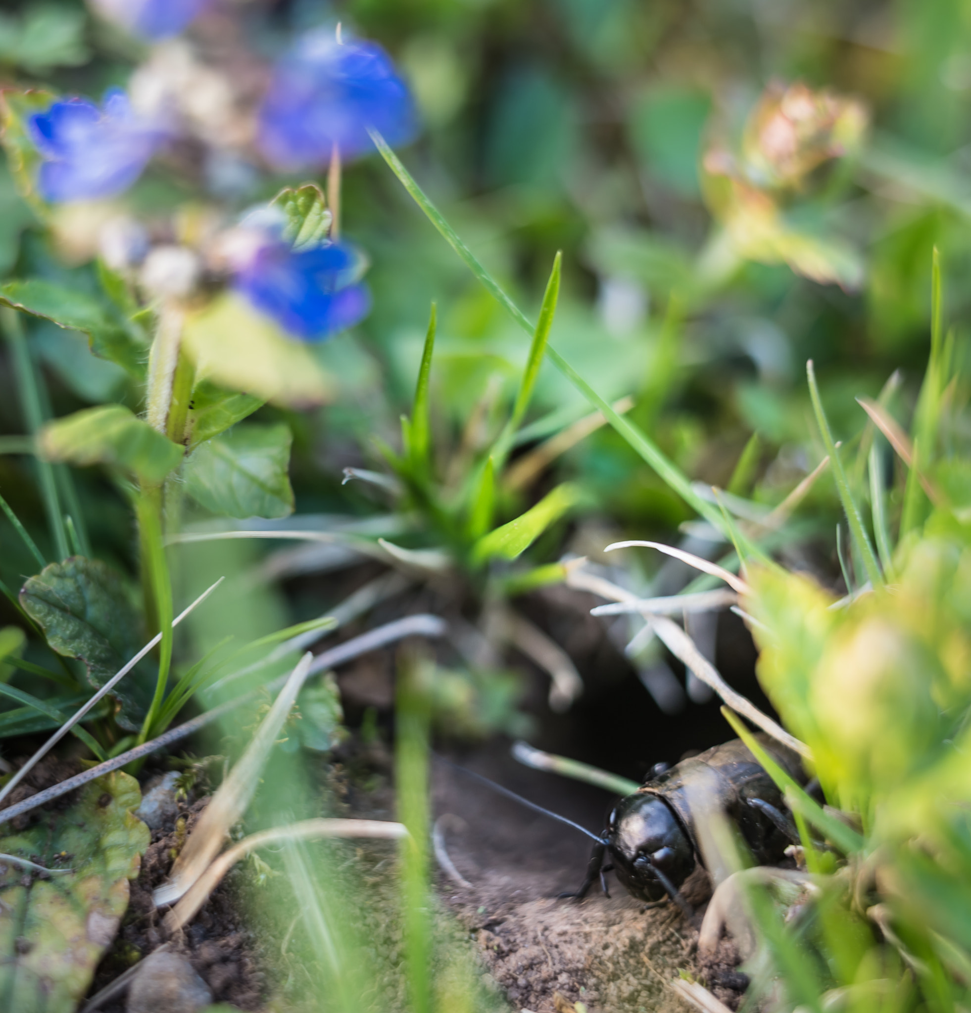 Nikon D750 sample photo. Spring cricket photography