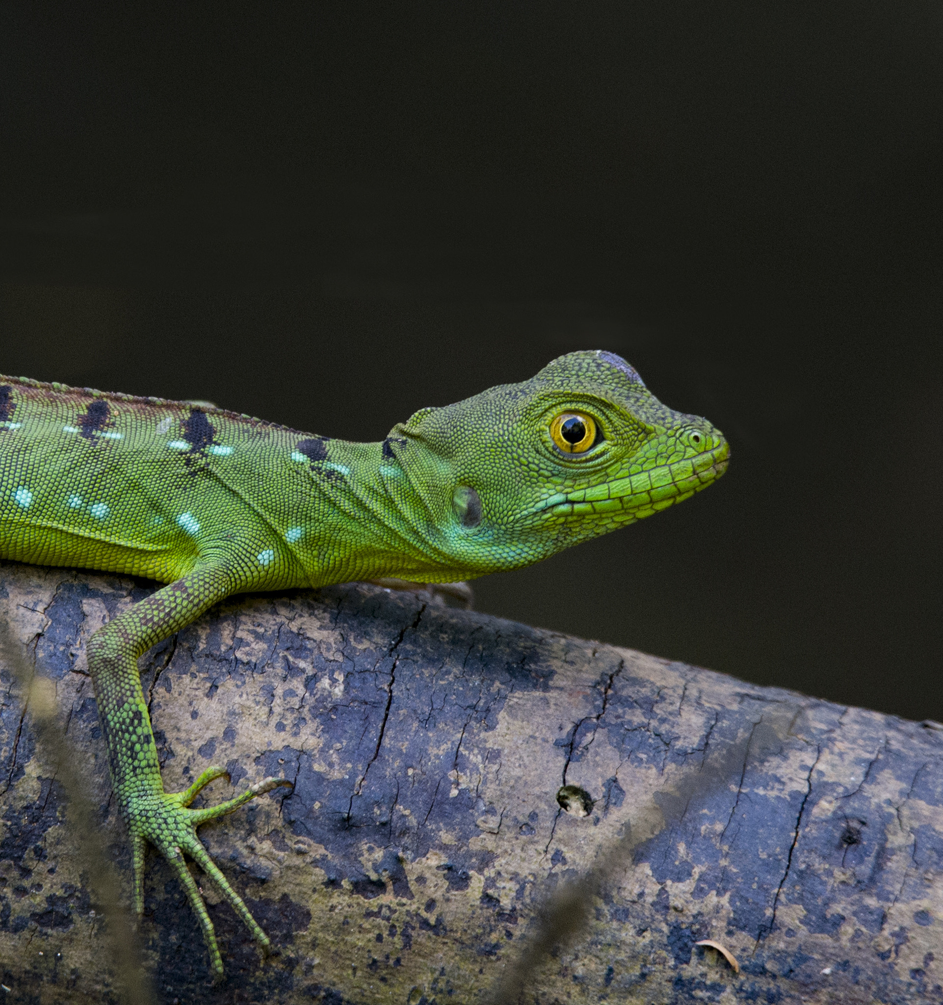 Nikon D4 sample photo. Small lizard photography