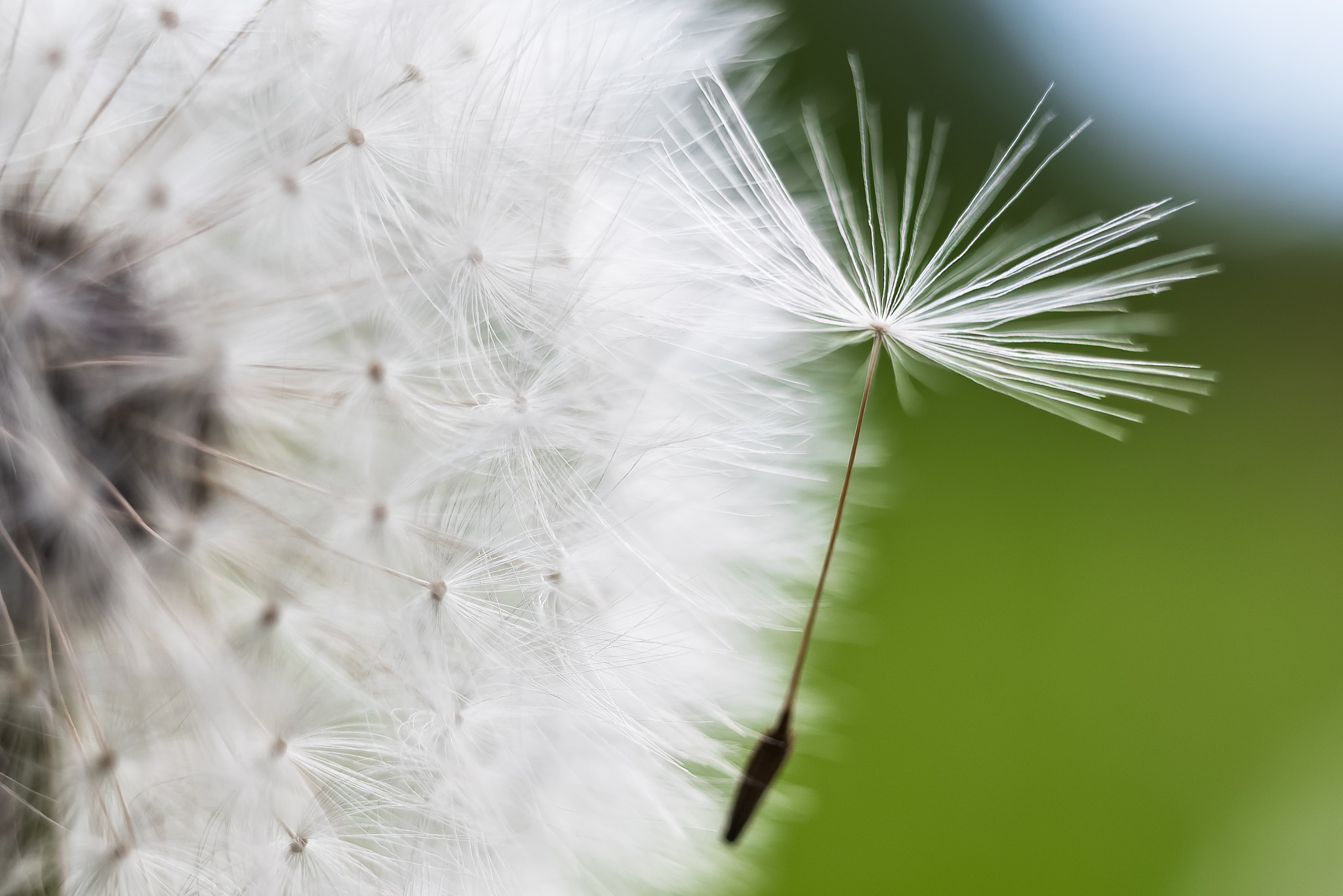 Sigma 50mm F1.4 DG HSM Art sample photo. Take off photography