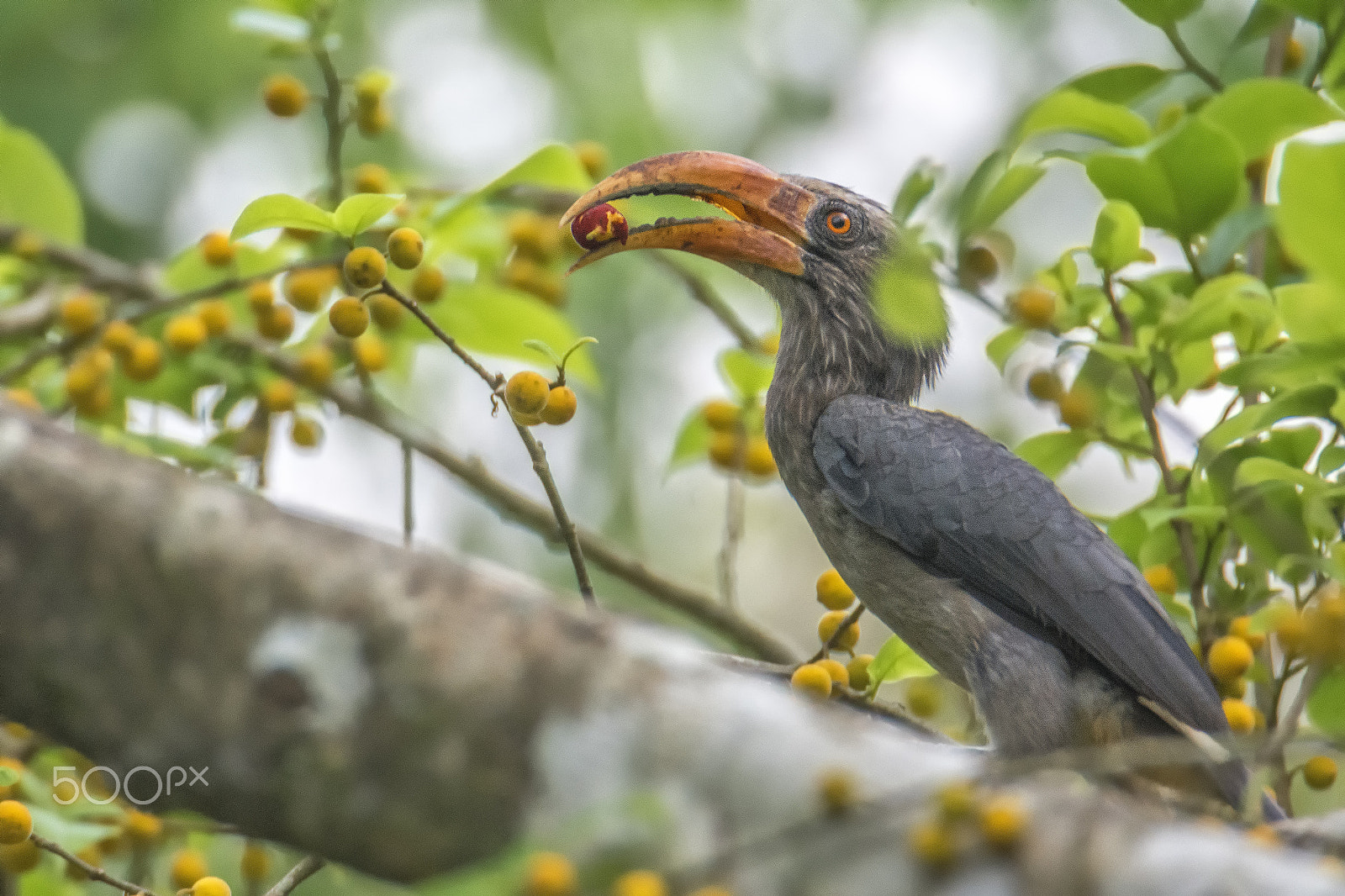 Nikon D7200 sample photo. Malabar grey hornbill photography