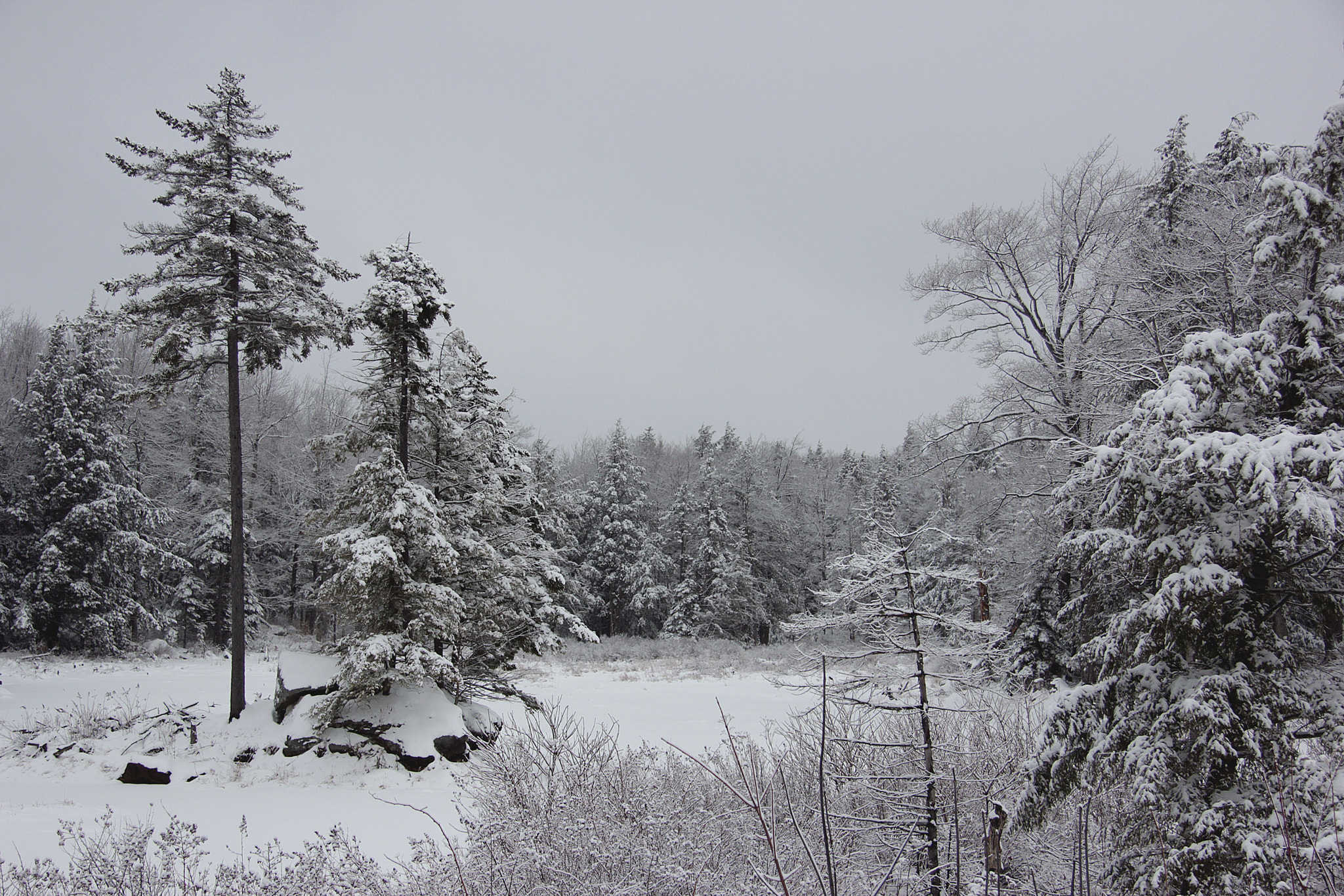 Canon EF-S 17-85mm F4-5.6 IS USM sample photo. Snowy swamp photography