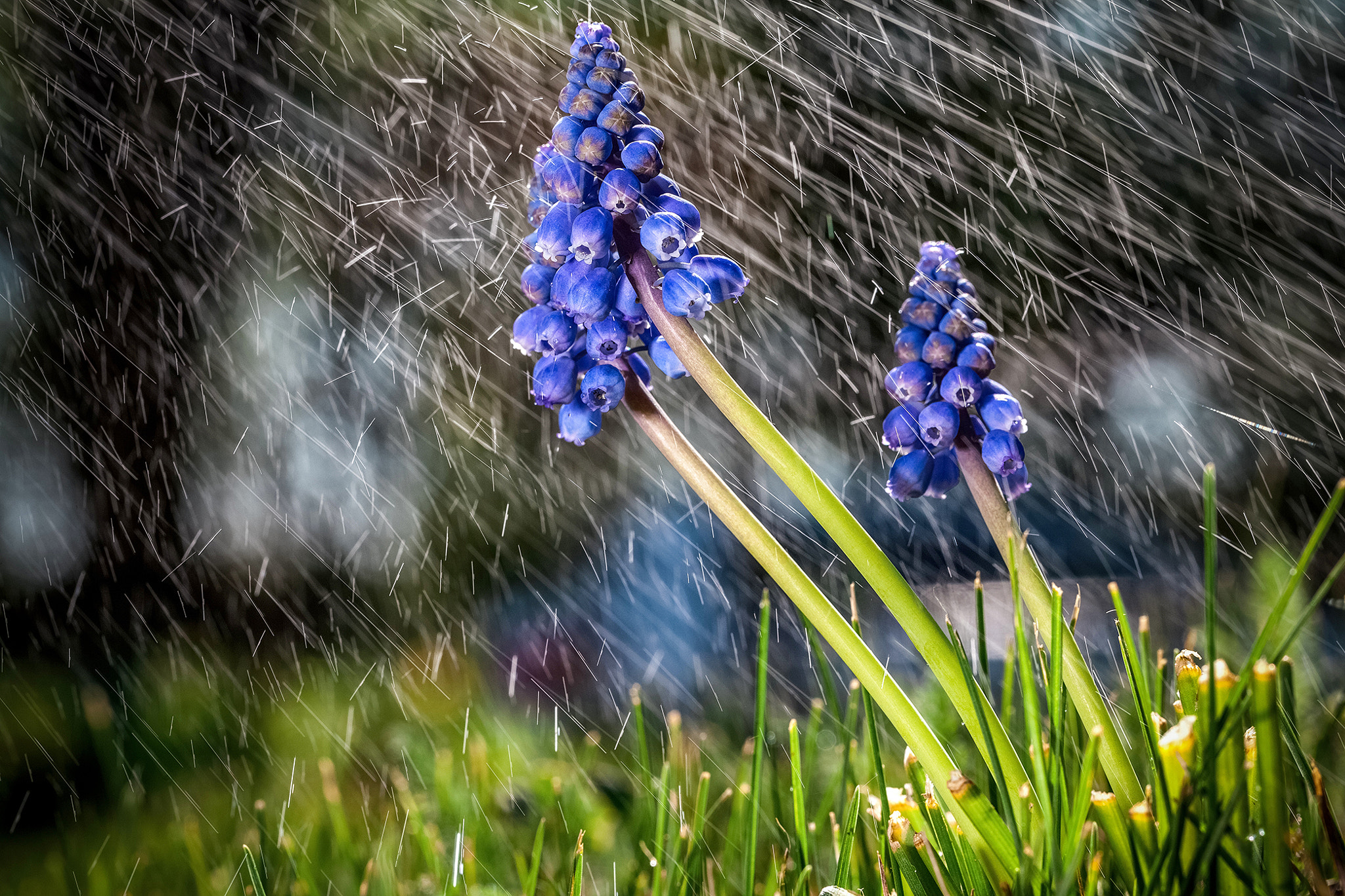 Canon EF 100mm F2.8L Macro IS USM sample photo. Rain photography