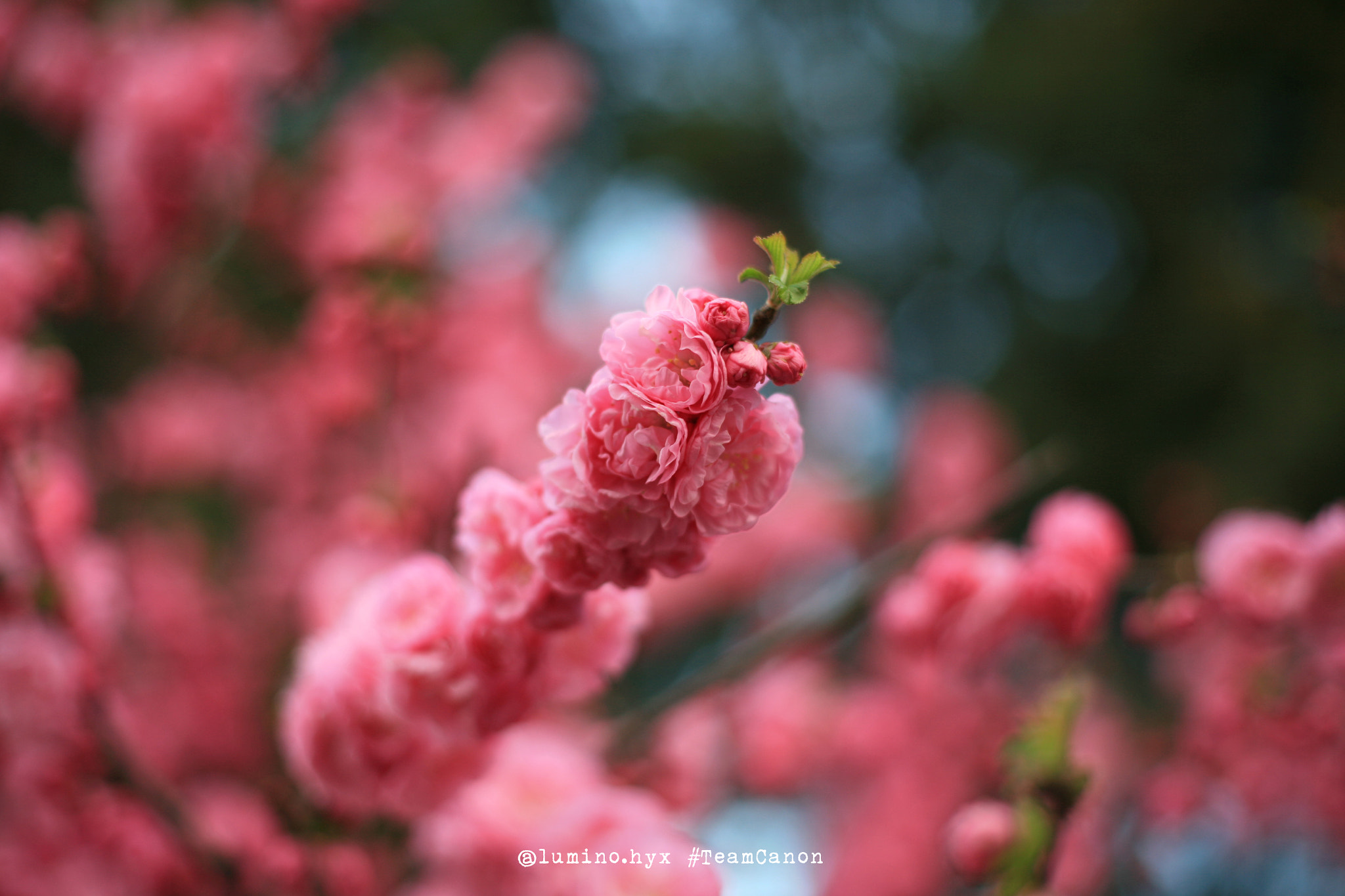Canon EOS 5D sample photo. Red flower photography