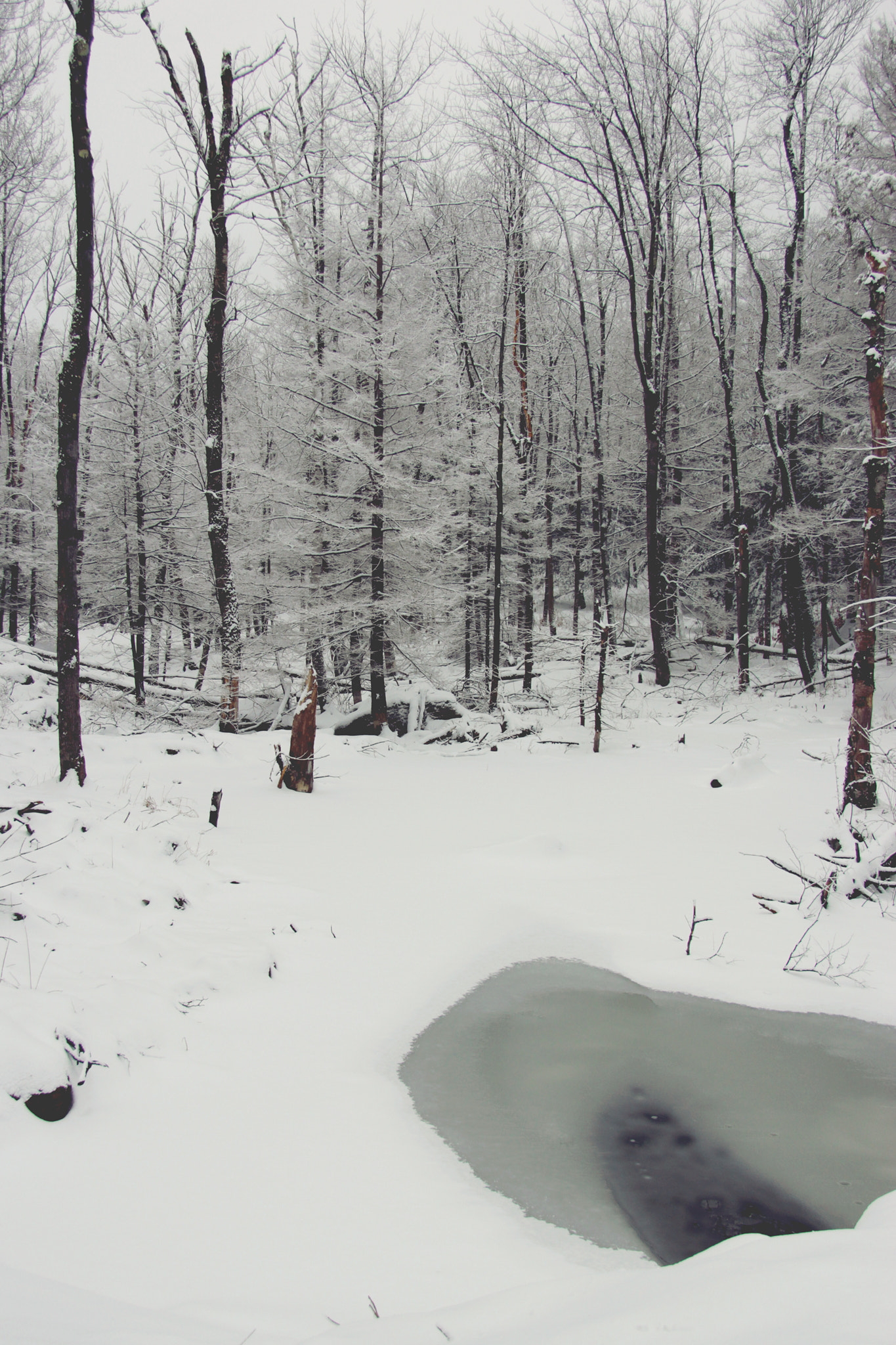 Canon EOS 60D sample photo. Winterized swamp photography