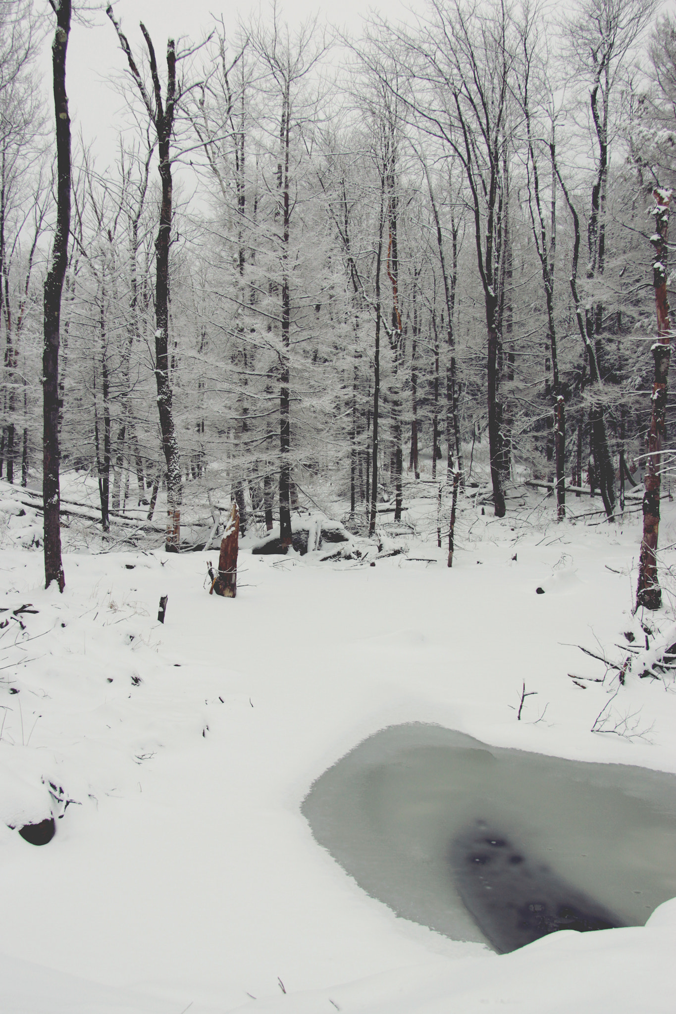Canon EF-S 17-85mm F4-5.6 IS USM sample photo. Winterized swamp photography
