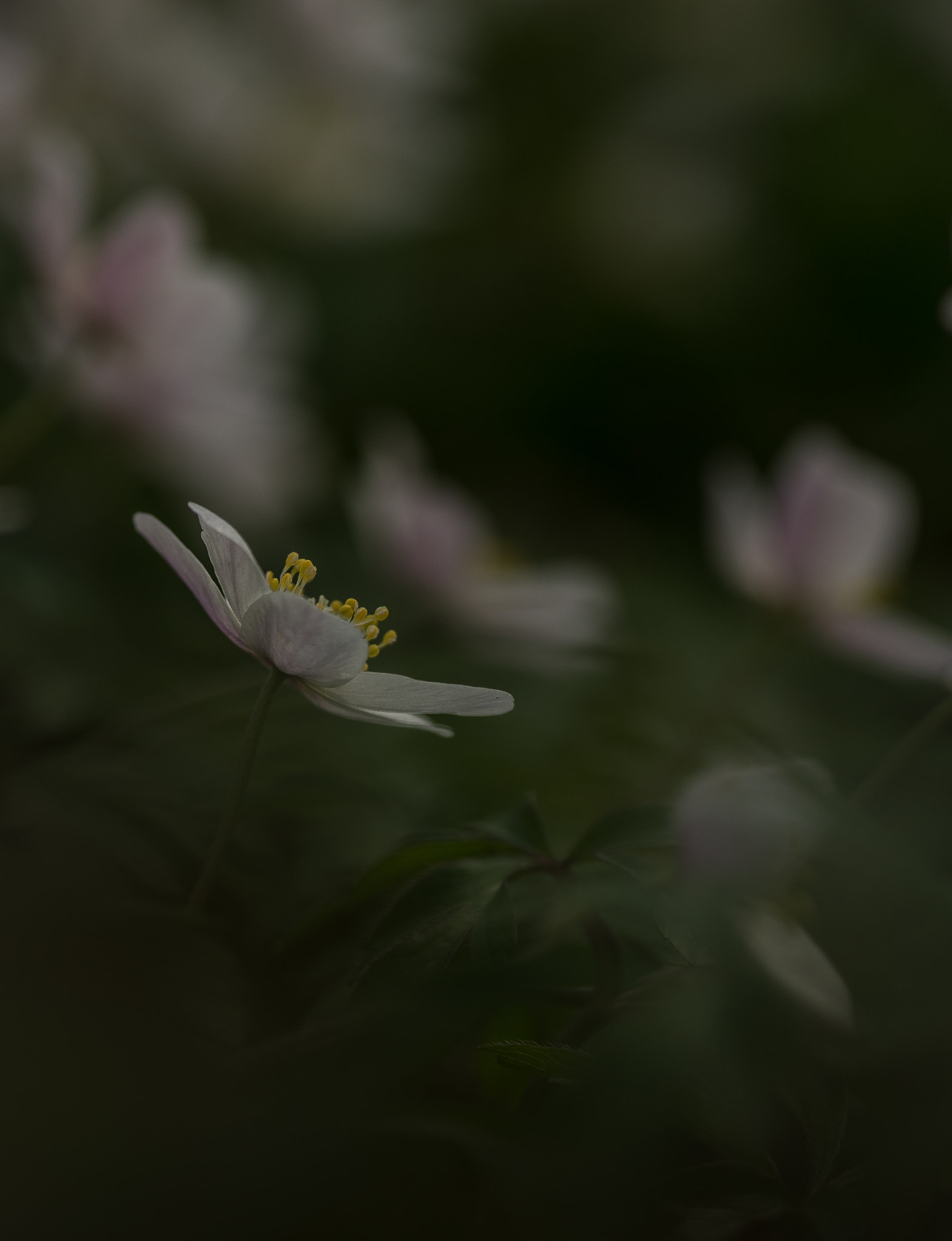 Nikon D600 sample photo. Bosanemoon photography