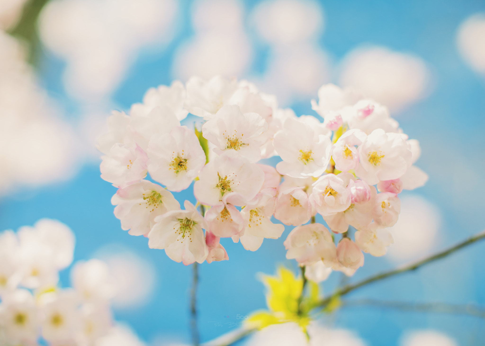 Canon EF 50mm F1.2L USM sample photo. Cherry blossoms of vancity photography