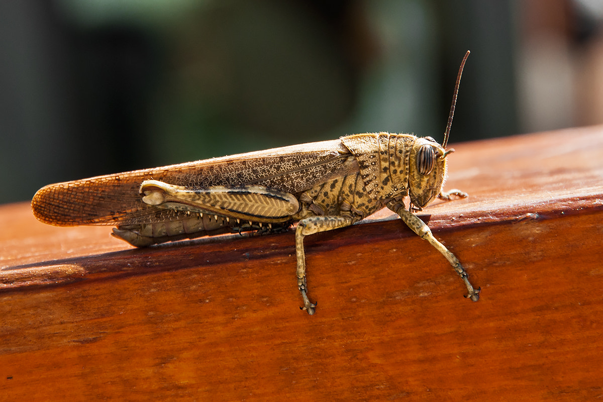 Nikon D300S sample photo. Locust under charge photography