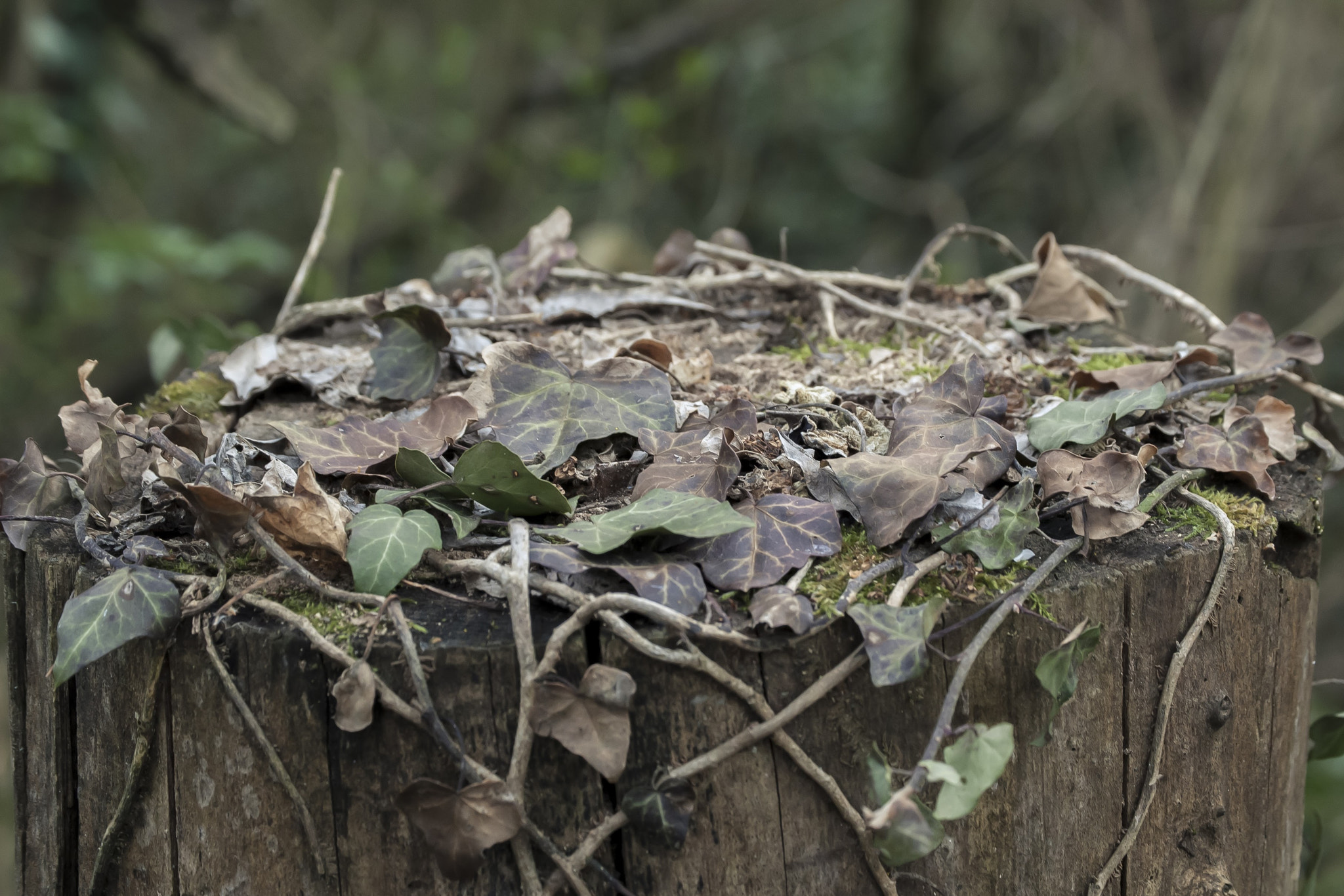 Nikon D3000 sample photo. Nature  photography
