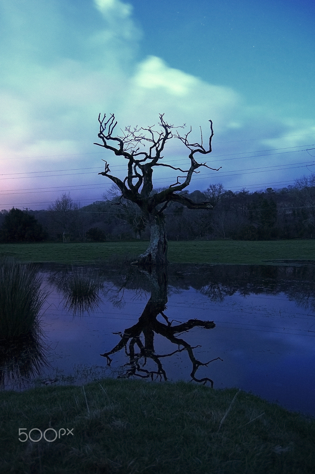 Nikon D5000 sample photo. Mystical tree at night. photography