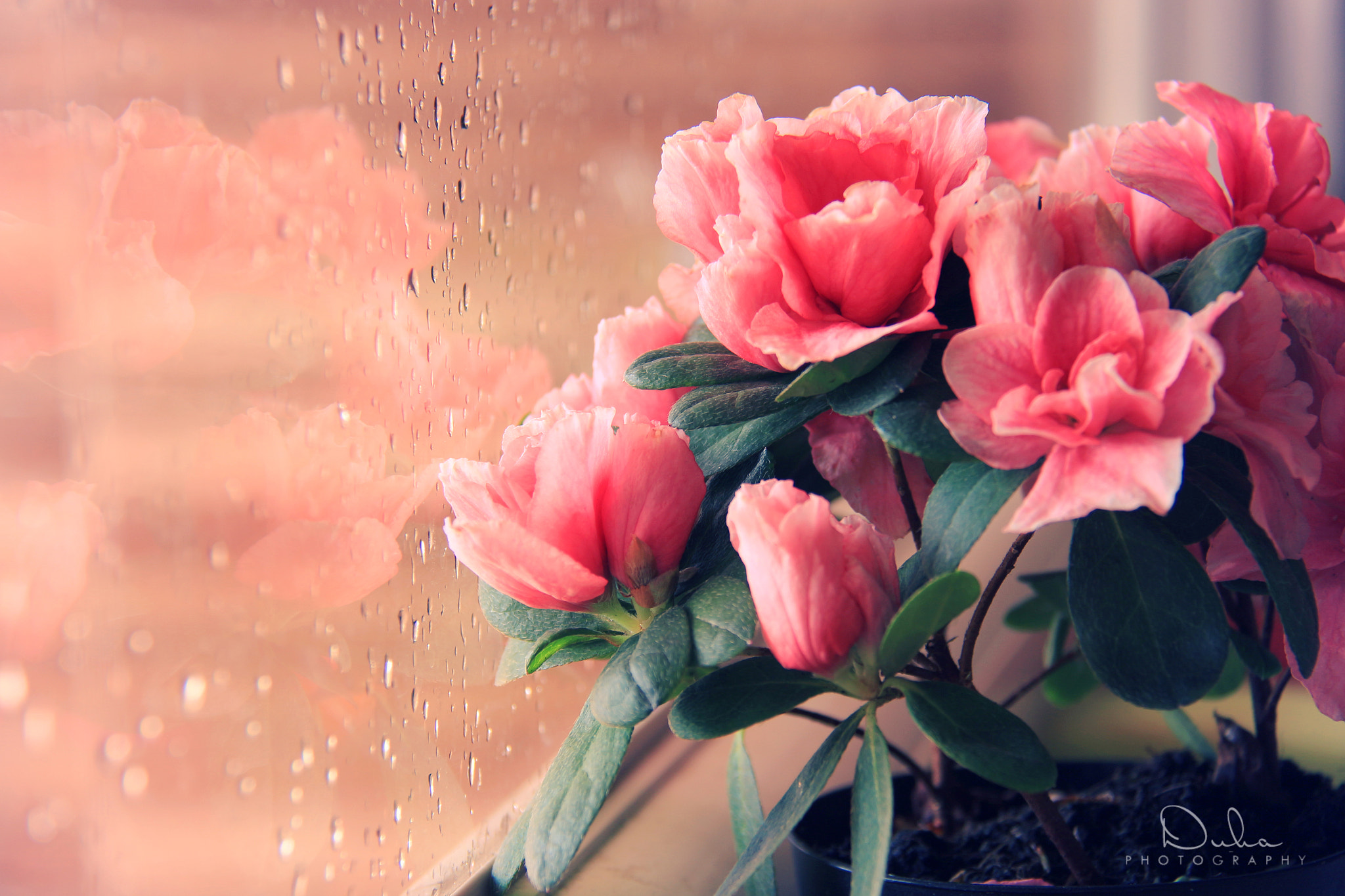 Canon EOS 650D (EOS Rebel T4i / EOS Kiss X6i) sample photo. Azanea flower photography