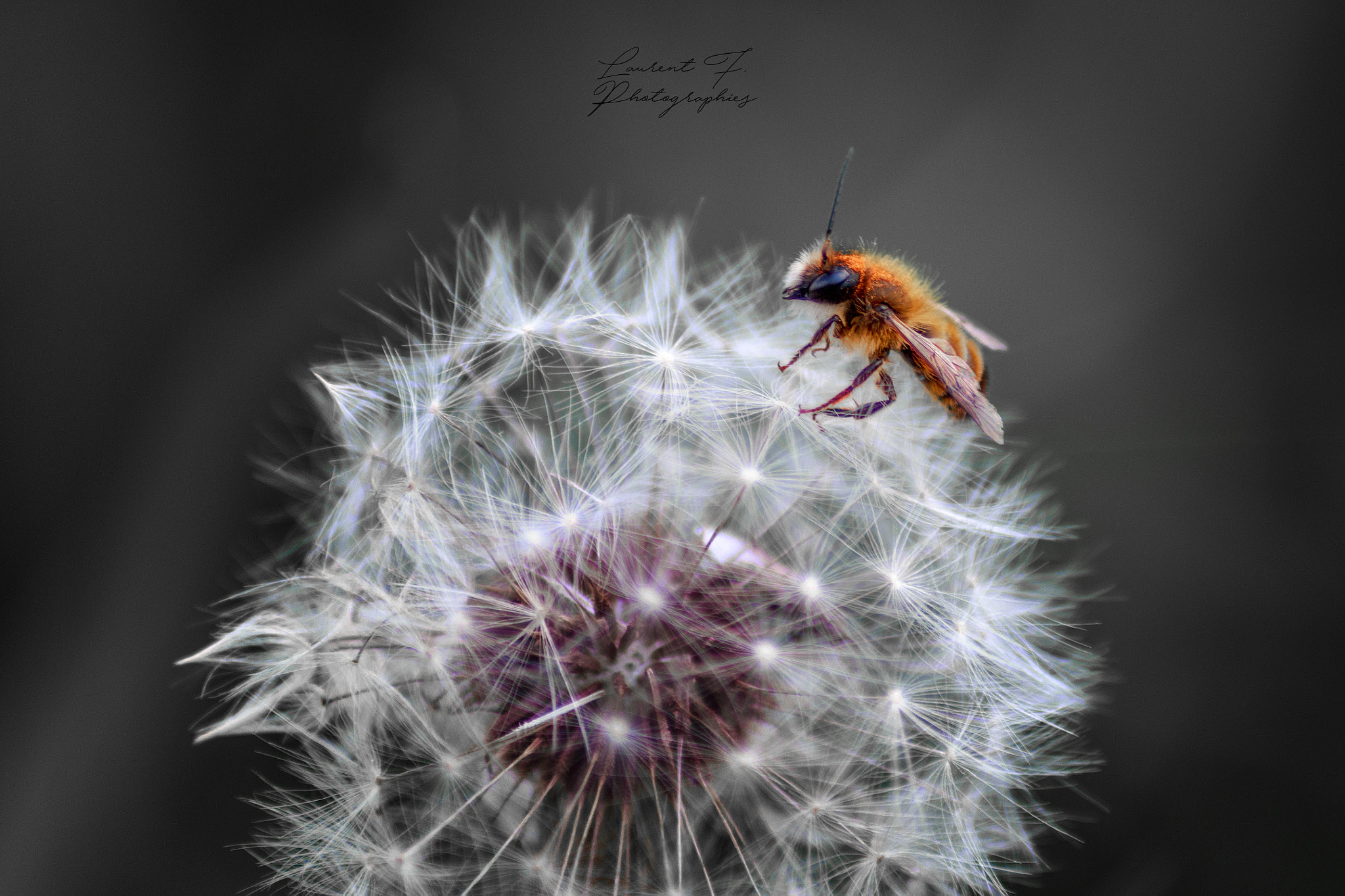 Canon EOS 6D + Tamron AF 70-300mm F4-5.6 Di LD Macro sample photo. Abeille photography