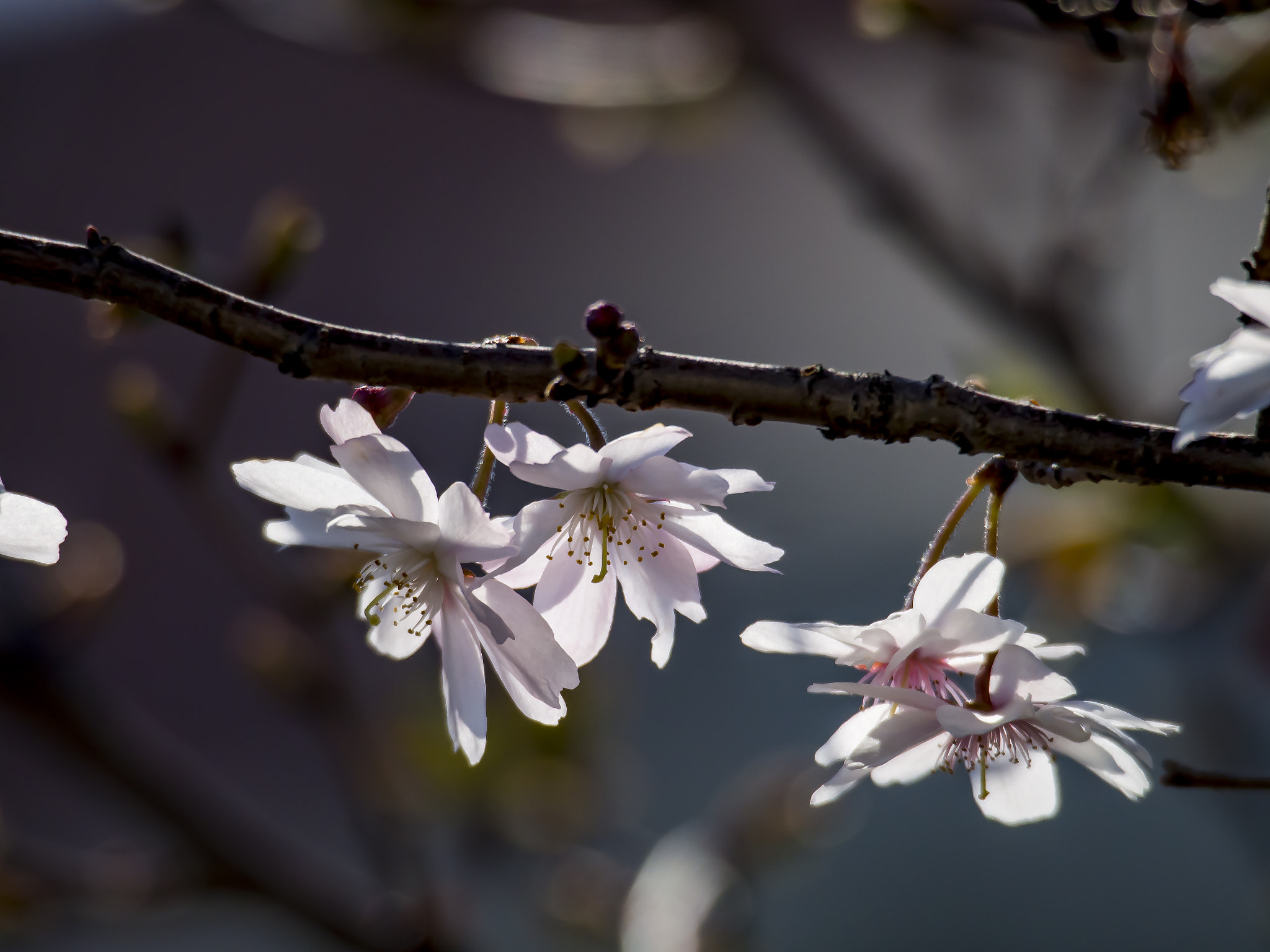Olympus OM-D E-M5 sample photo. A thin pink lovely cherry blossoms photography