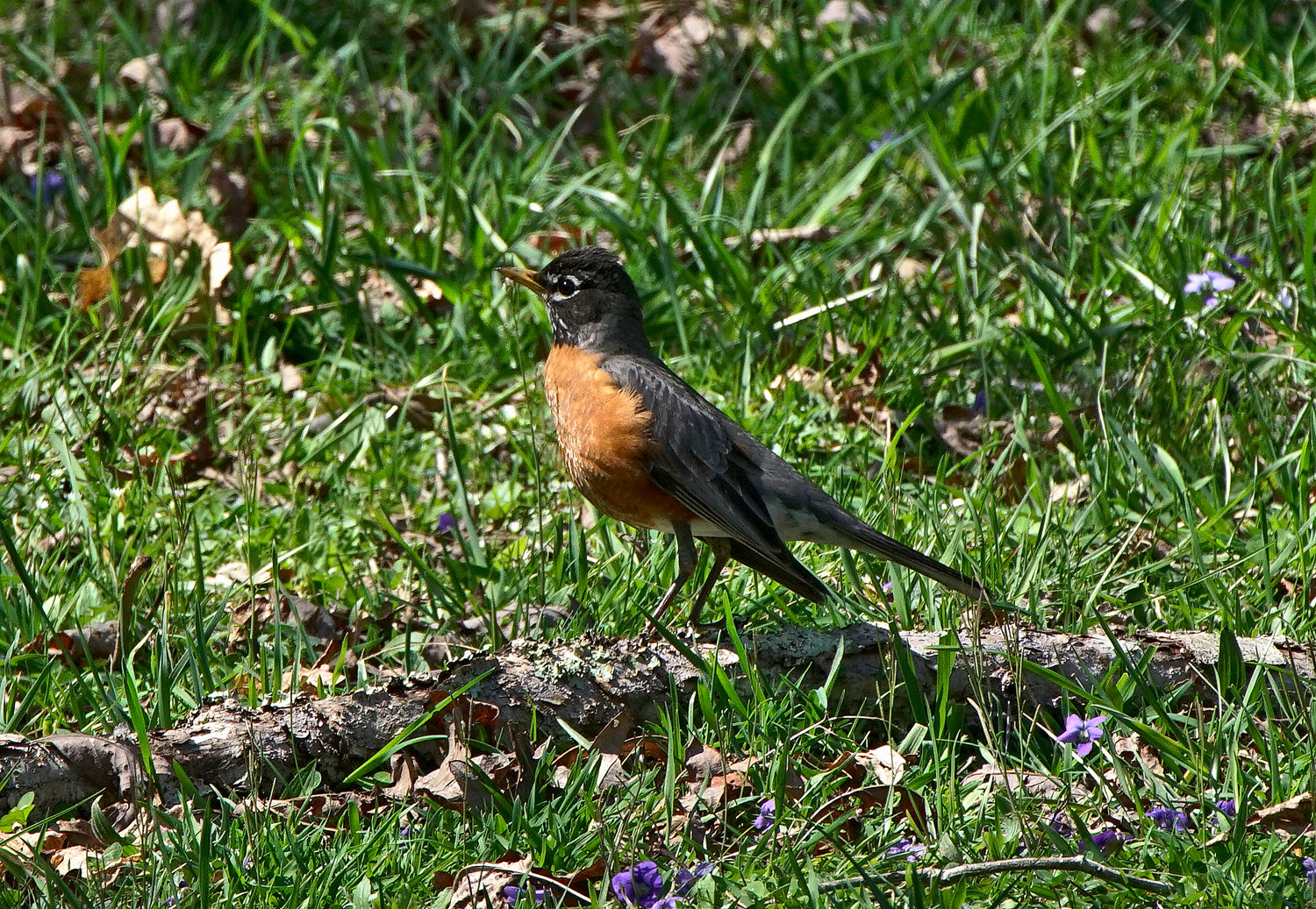 Sony a7R II + 140-400mm F5.6 G SSM OSS II sample photo. Robin orange breast photography